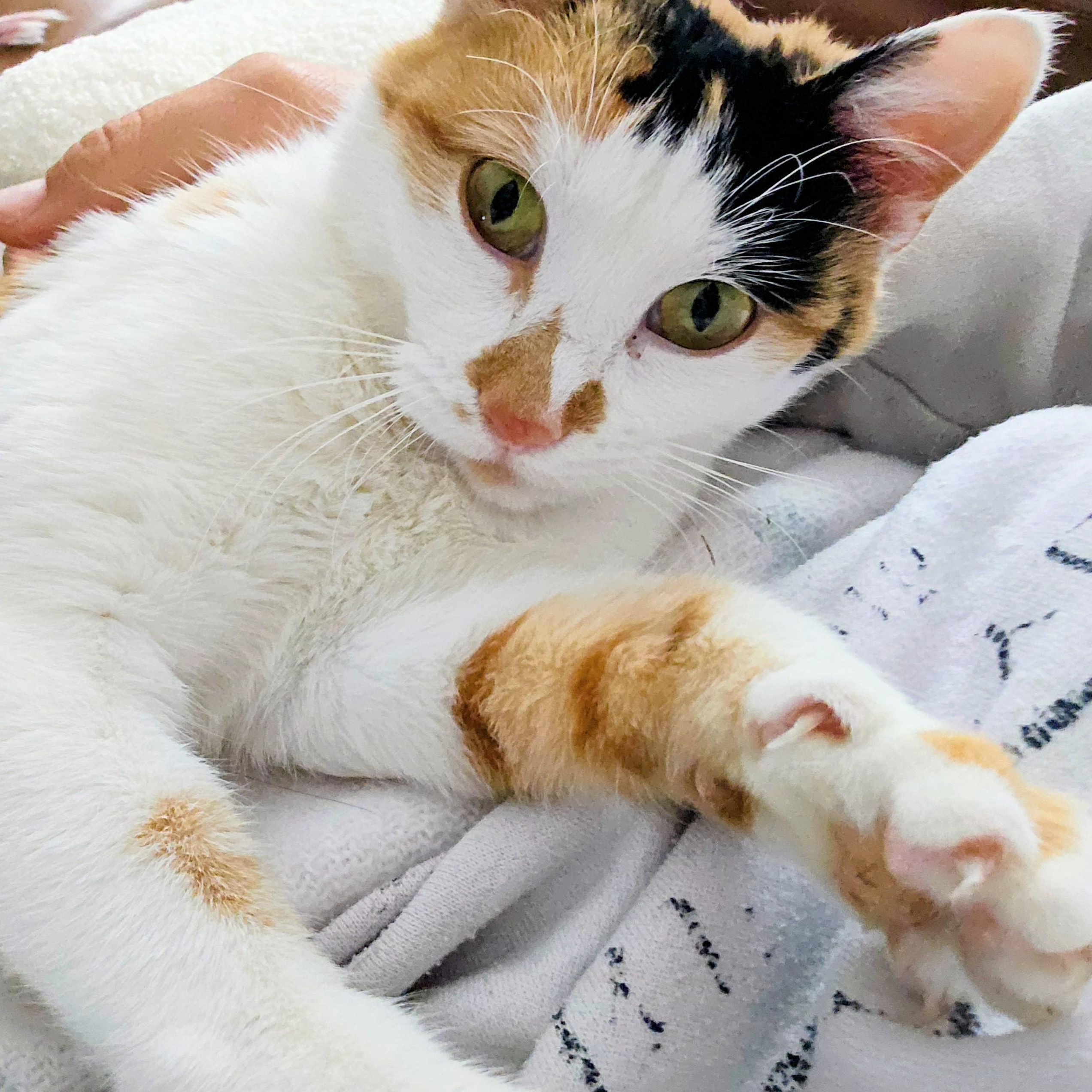 Enlarge Daisy, a Adoptable Domestic Short Hair in Waverly, IA image 2/3