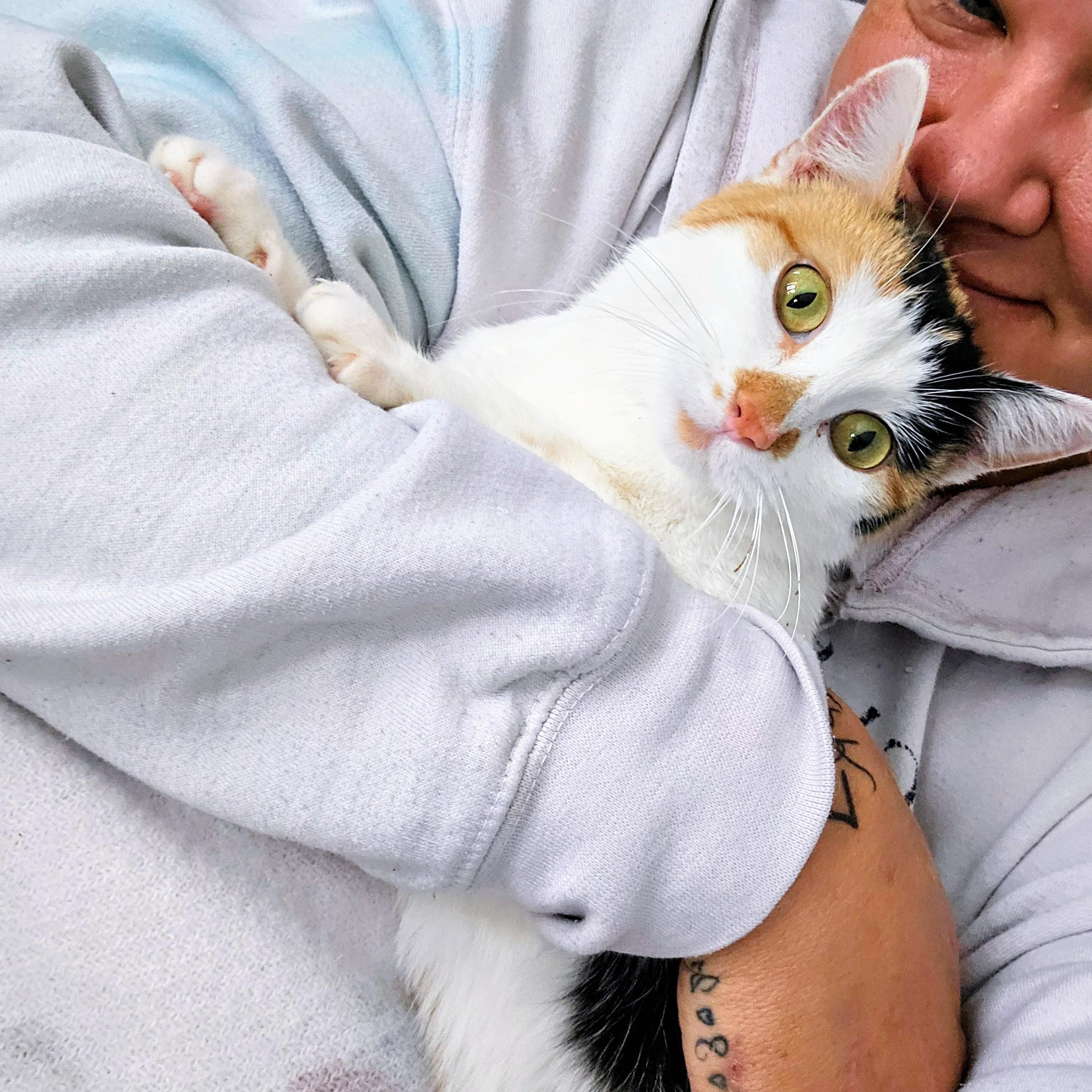 Enlarge Daisy, a Adoptable Domestic Short Hair in Waverly, IA image 3/3