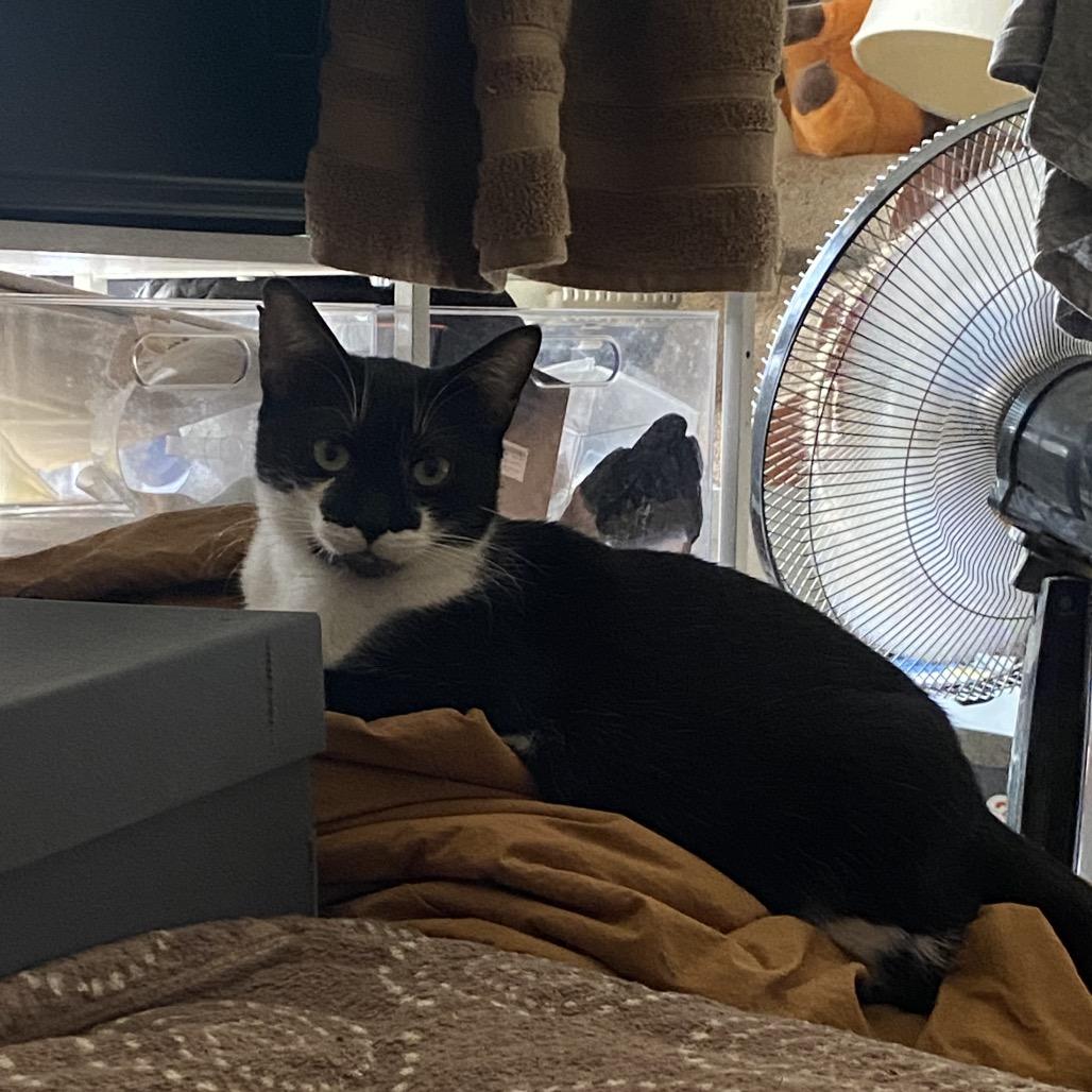 Halina, Adoptable, Adult Female Domestic Short Hair.