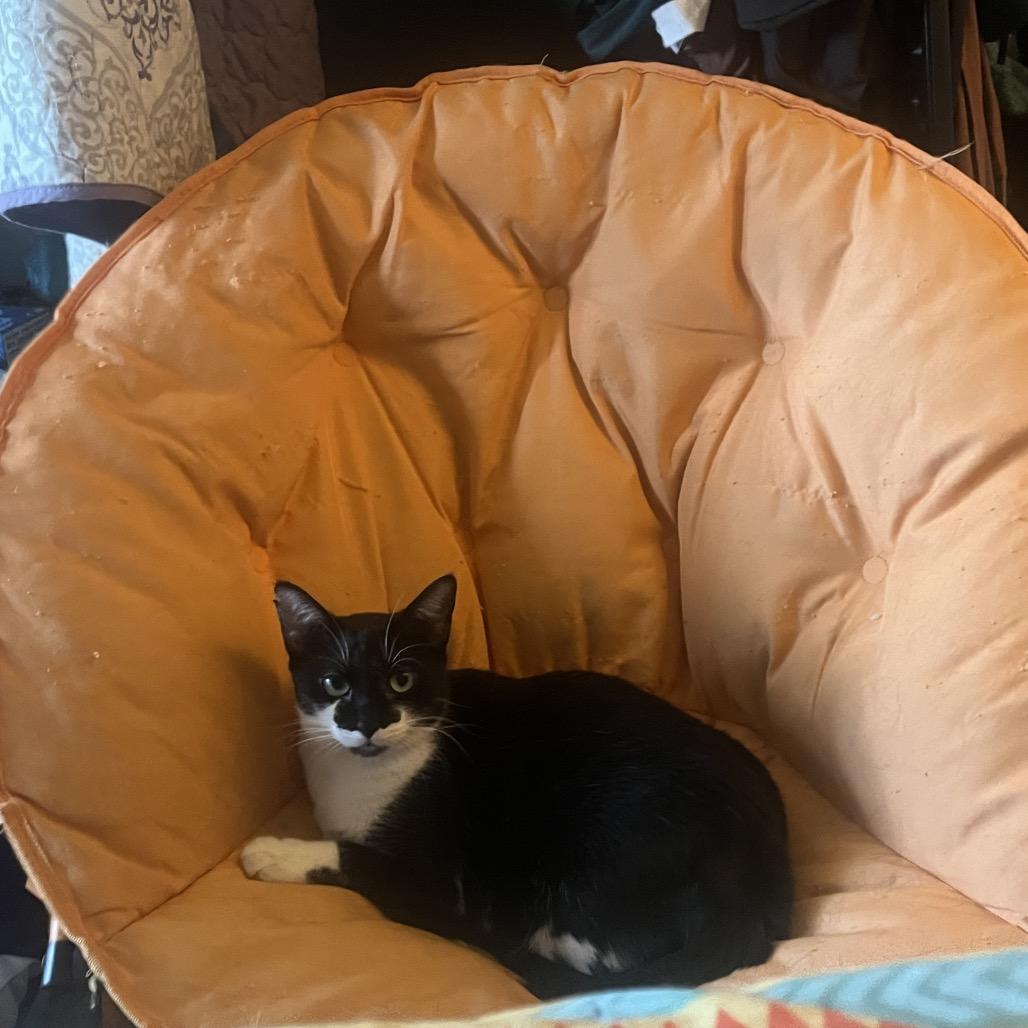 Enlarge Halina, a Adoptable Domestic Short Hair in Brooklyn, NY image 2/4