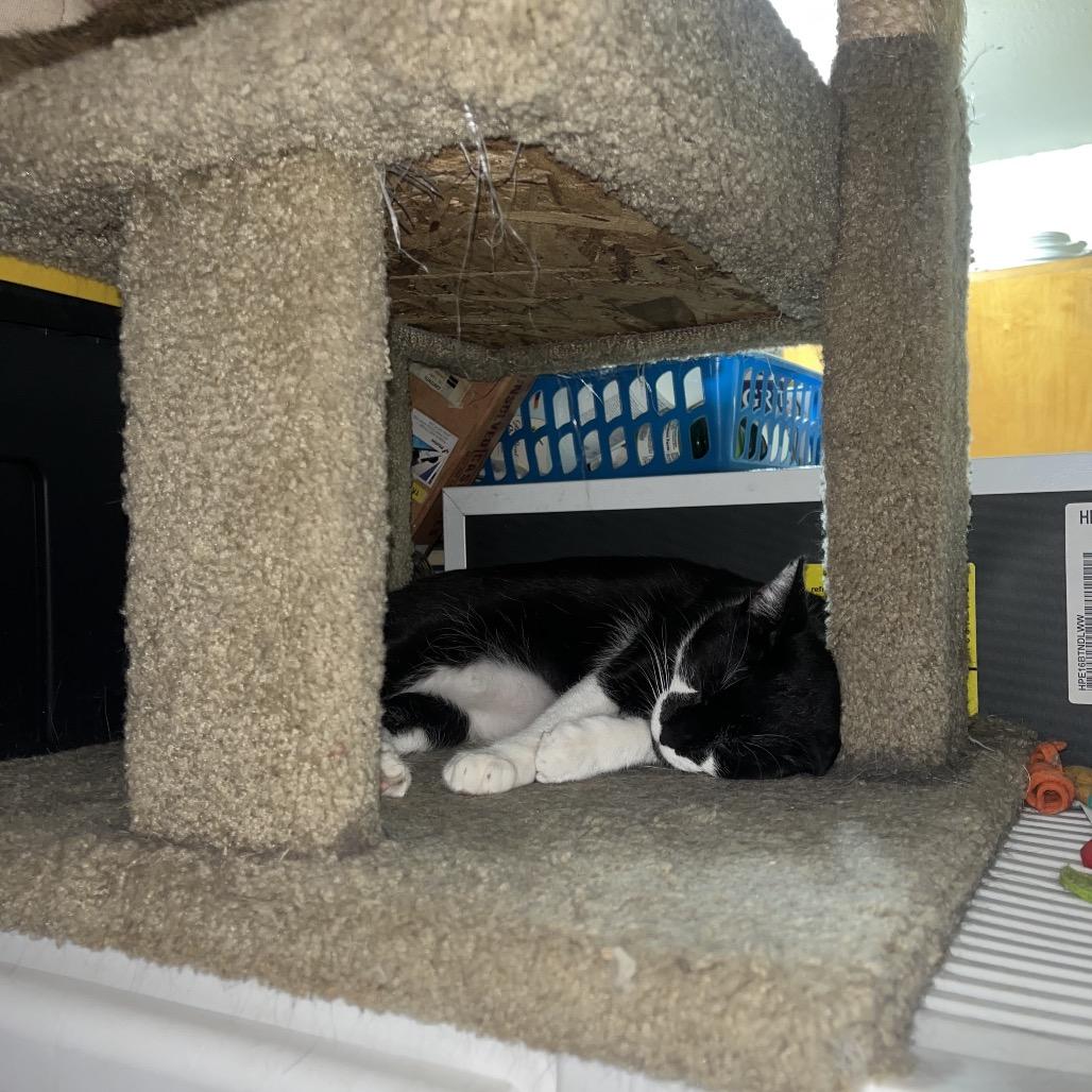 Enlarge Halina, a Adoptable Domestic Short Hair in Brooklyn, NY image 3/4