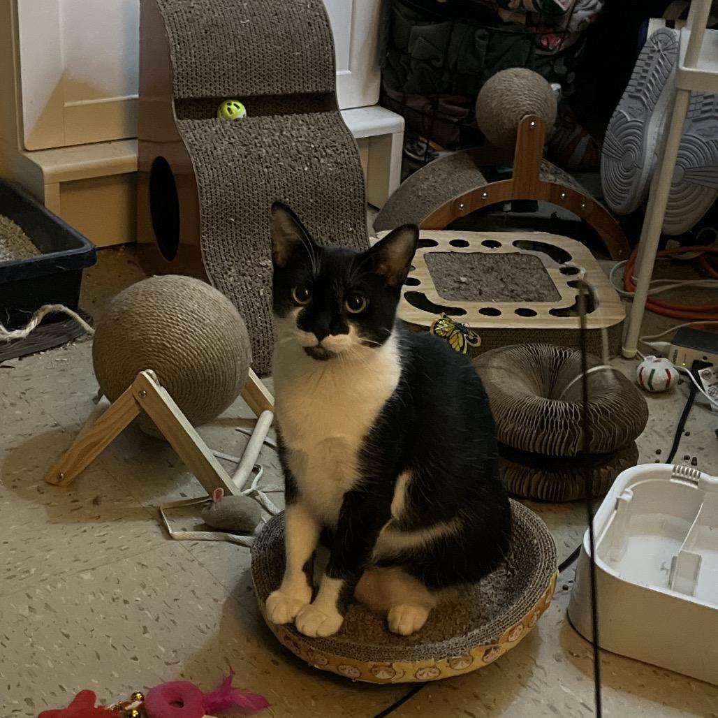 Enlarge Halina, a Adoptable Domestic Short Hair in Brooklyn, NY image 4/4