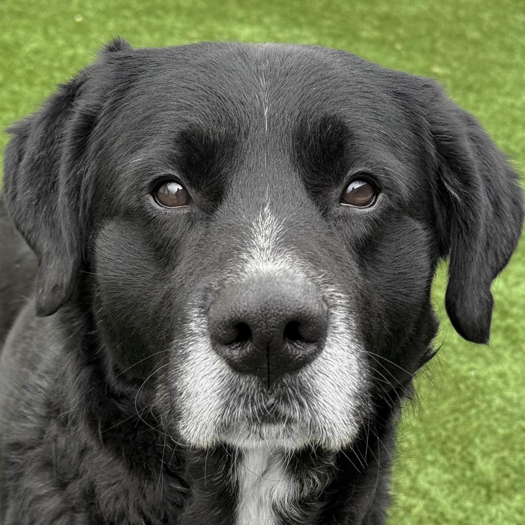 Enlarge Cass, a Adoptable mixed breed in Ottawa, KS image 1/1