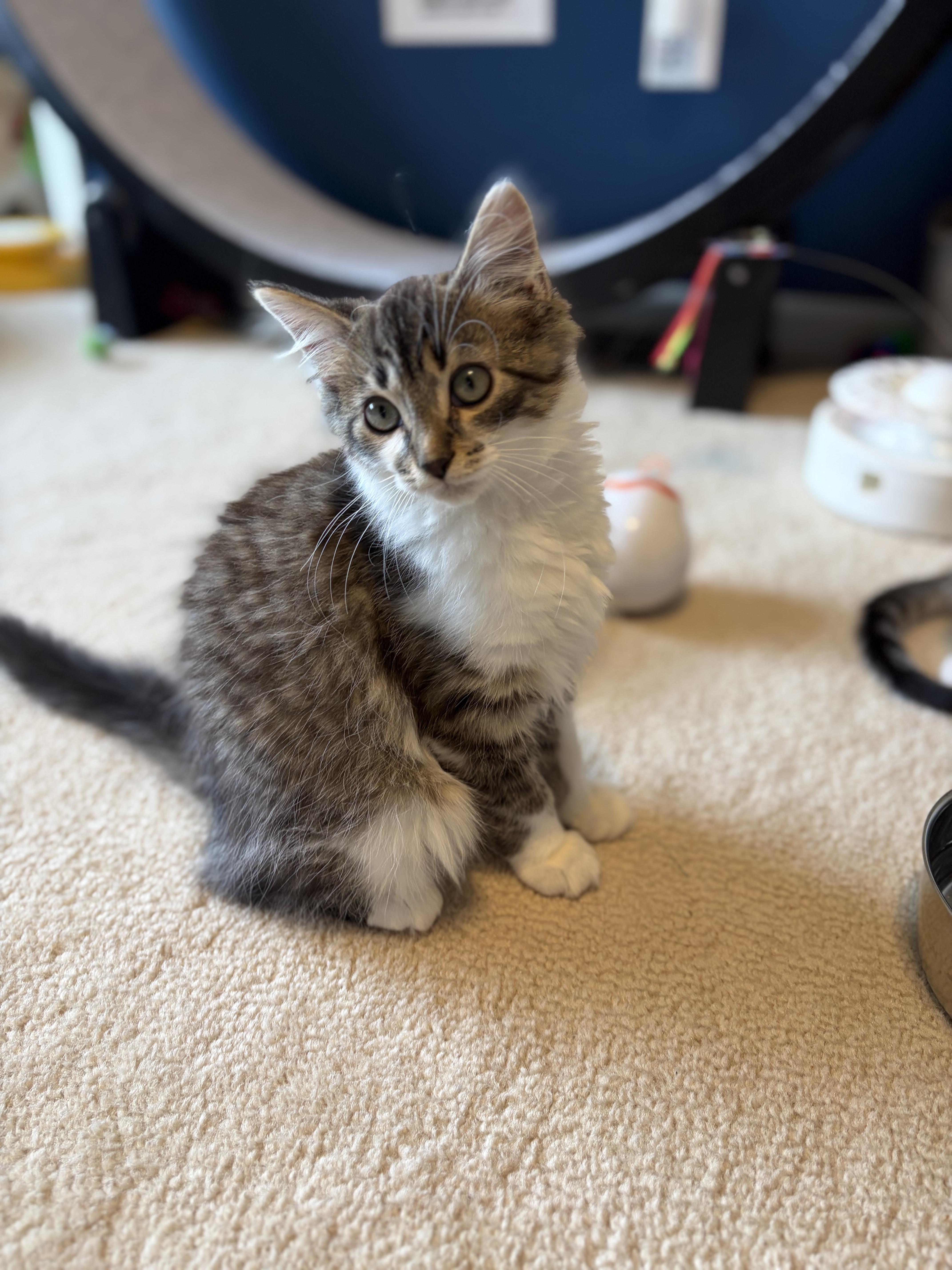 Enlarge Yahia, an adopted Domestic Short Hair in South Lyon, MI image 2/5
