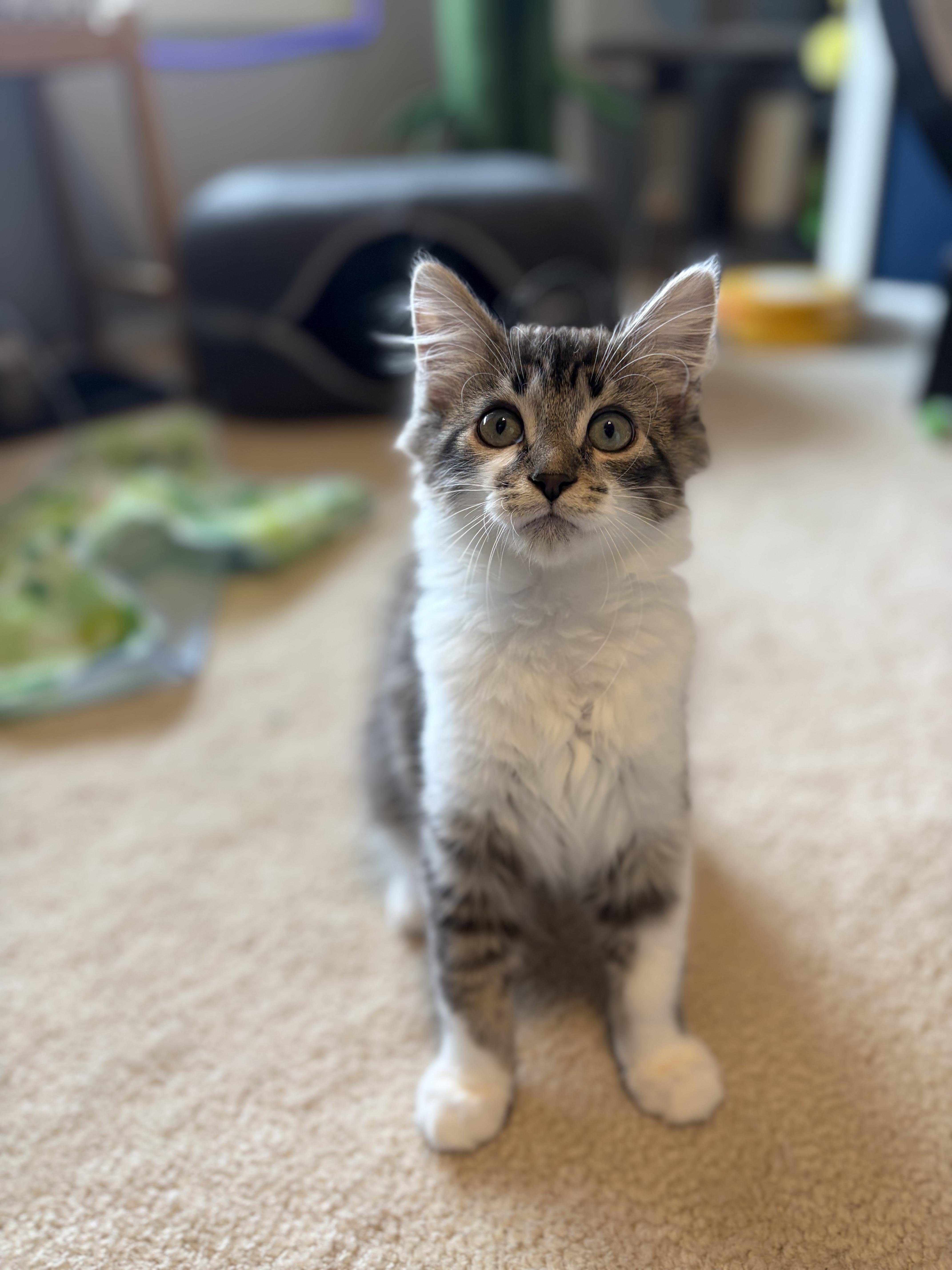 Yahia, adopted, Kitten Male Domestic Short Hair.