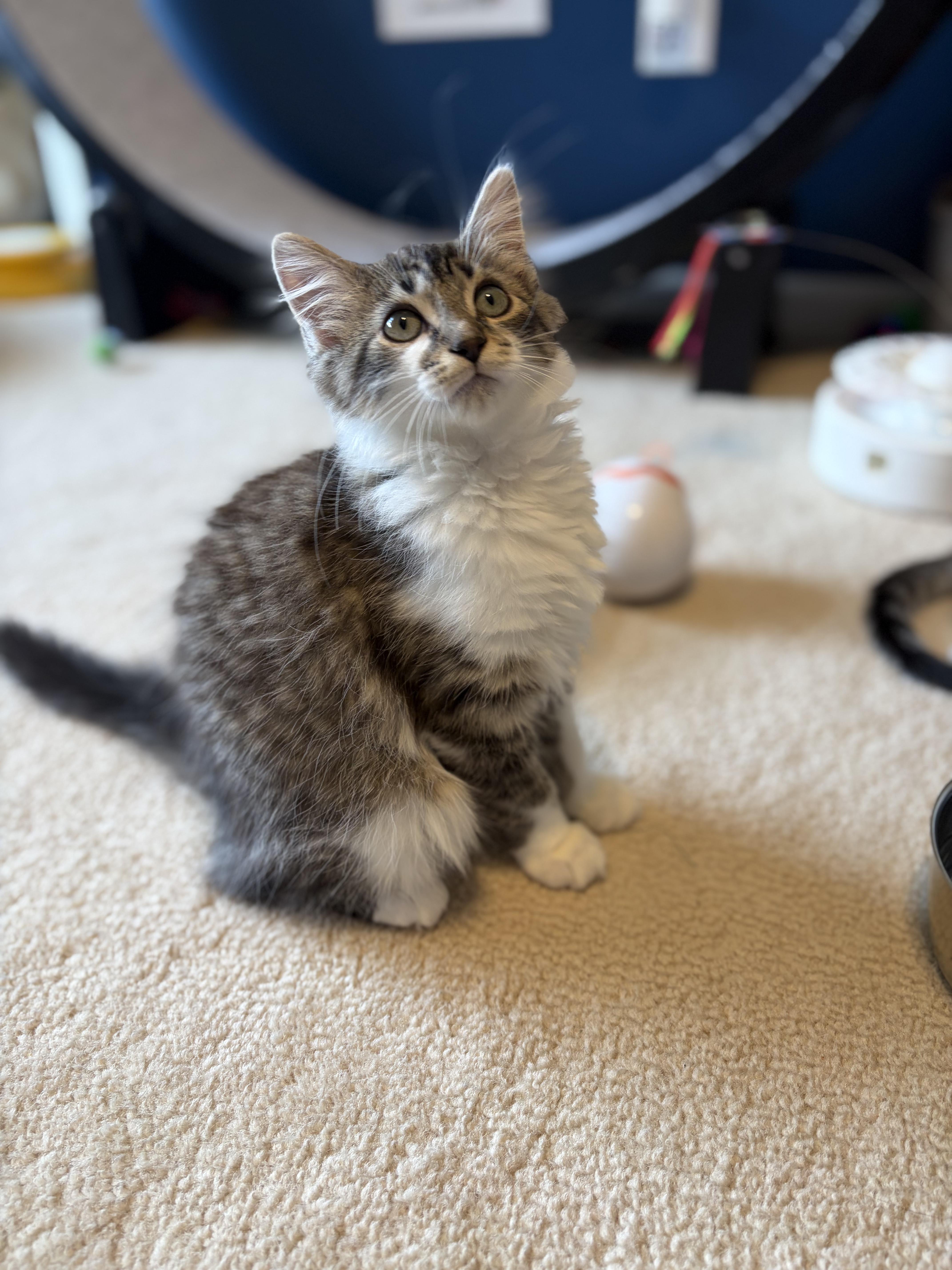 Enlarge Yahia, an adopted Domestic Short Hair in South Lyon, MI image 3/5