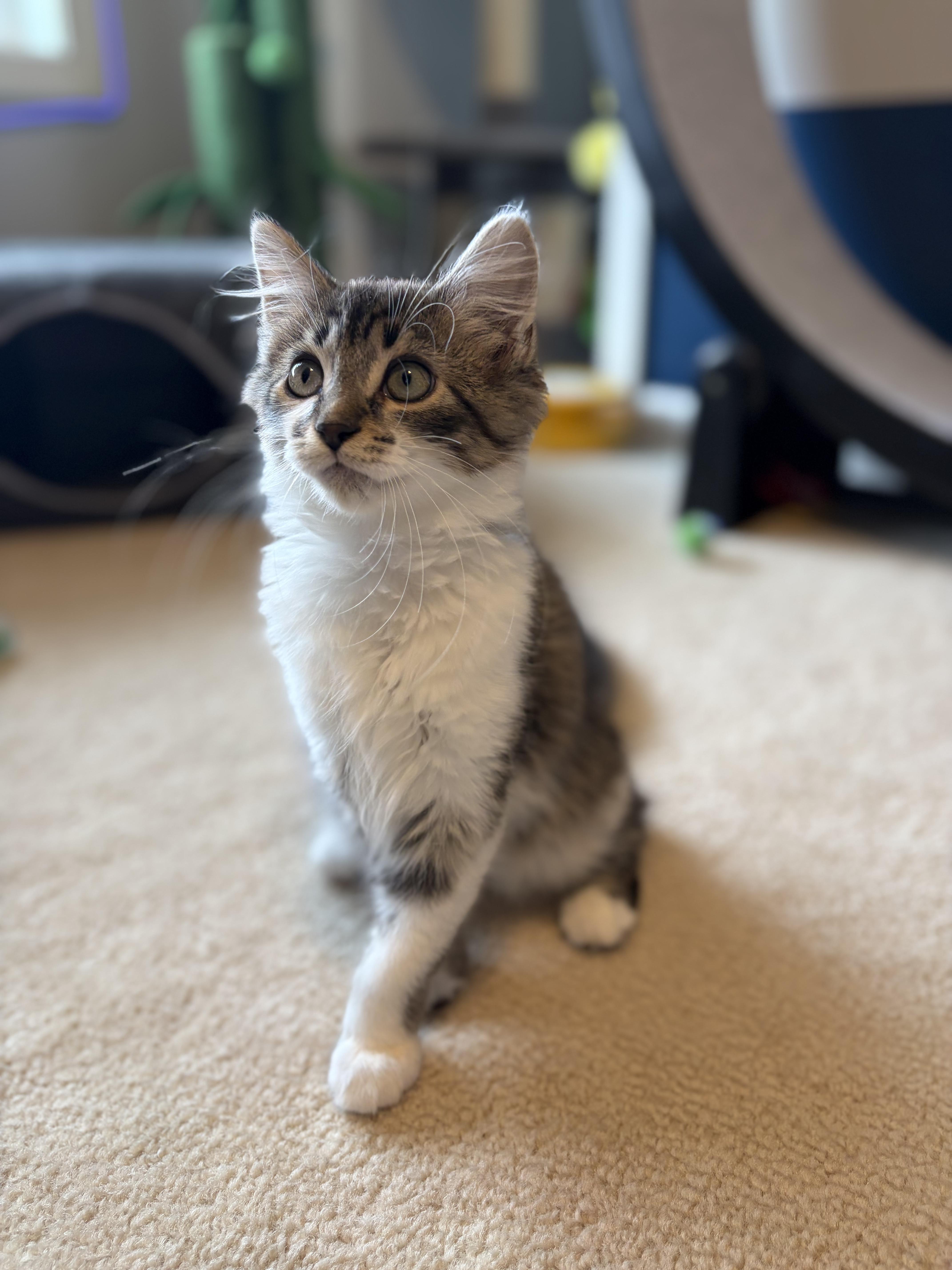 Enlarge Yahia, an adopted Domestic Short Hair in South Lyon, MI image 4/5
