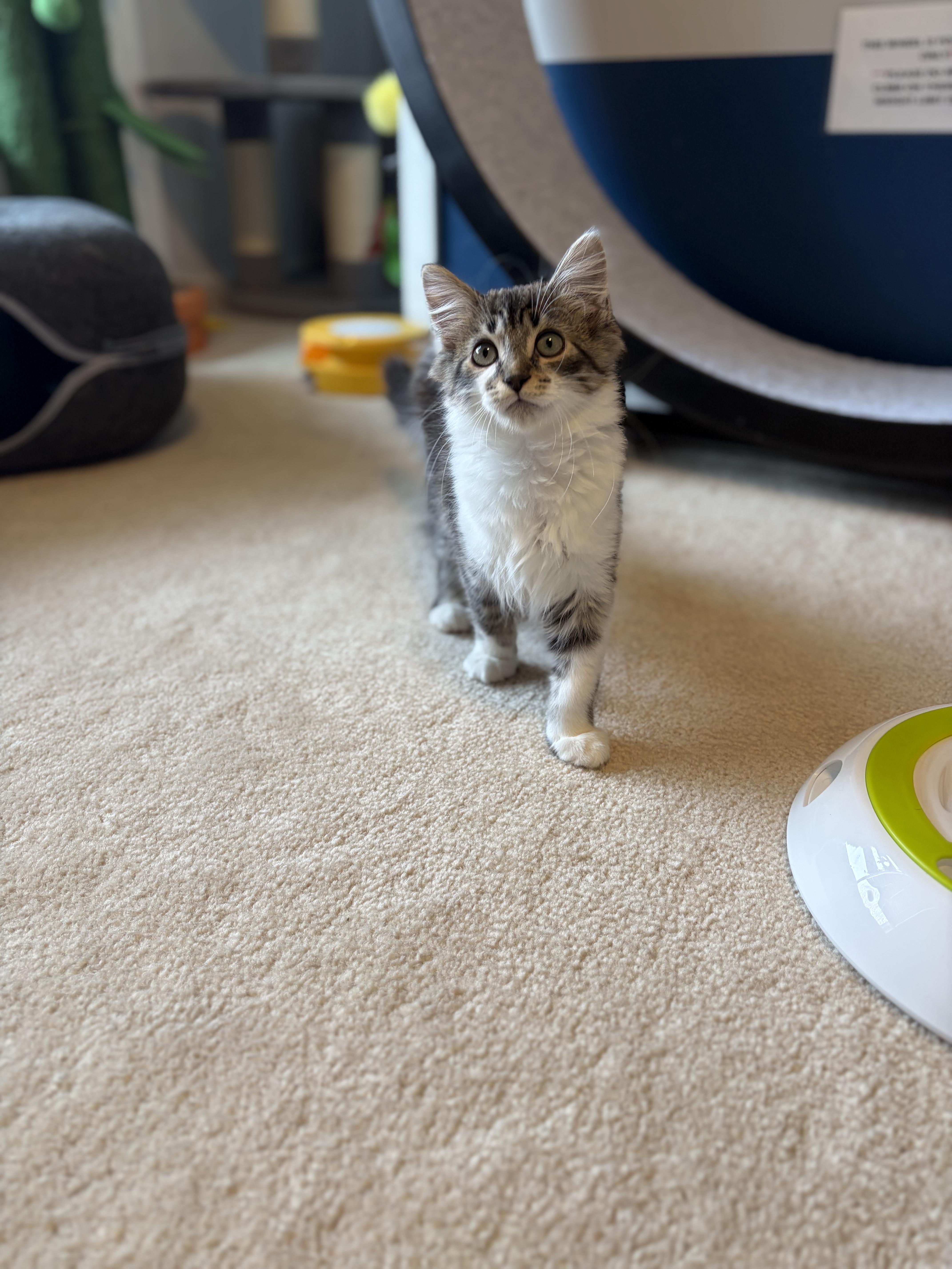 Enlarge Yahia, an adopted Domestic Short Hair in South Lyon, MI image 5/5