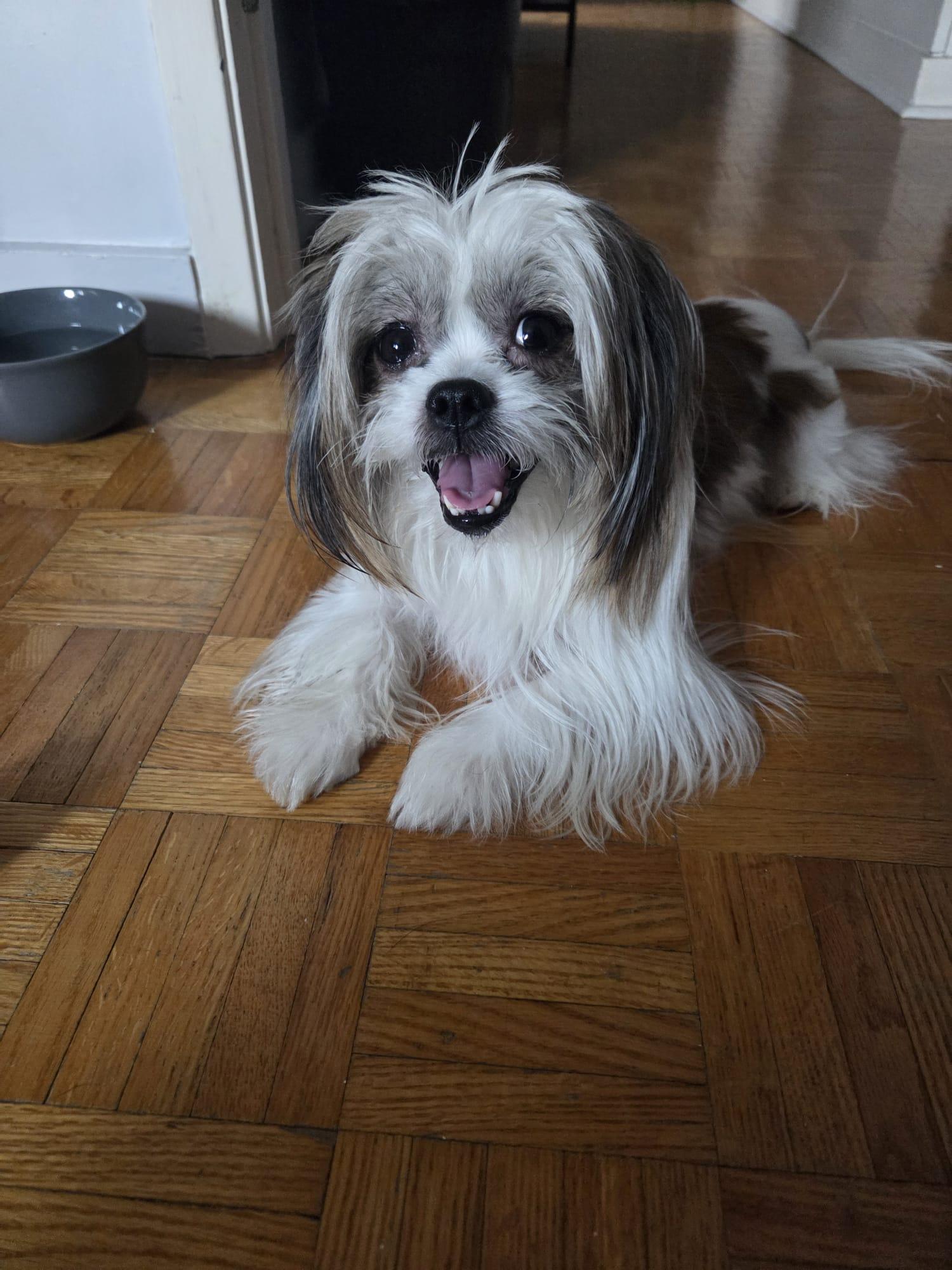 Enlarge Misha, an adopted mixed breed in Toronto, ON image 1/4