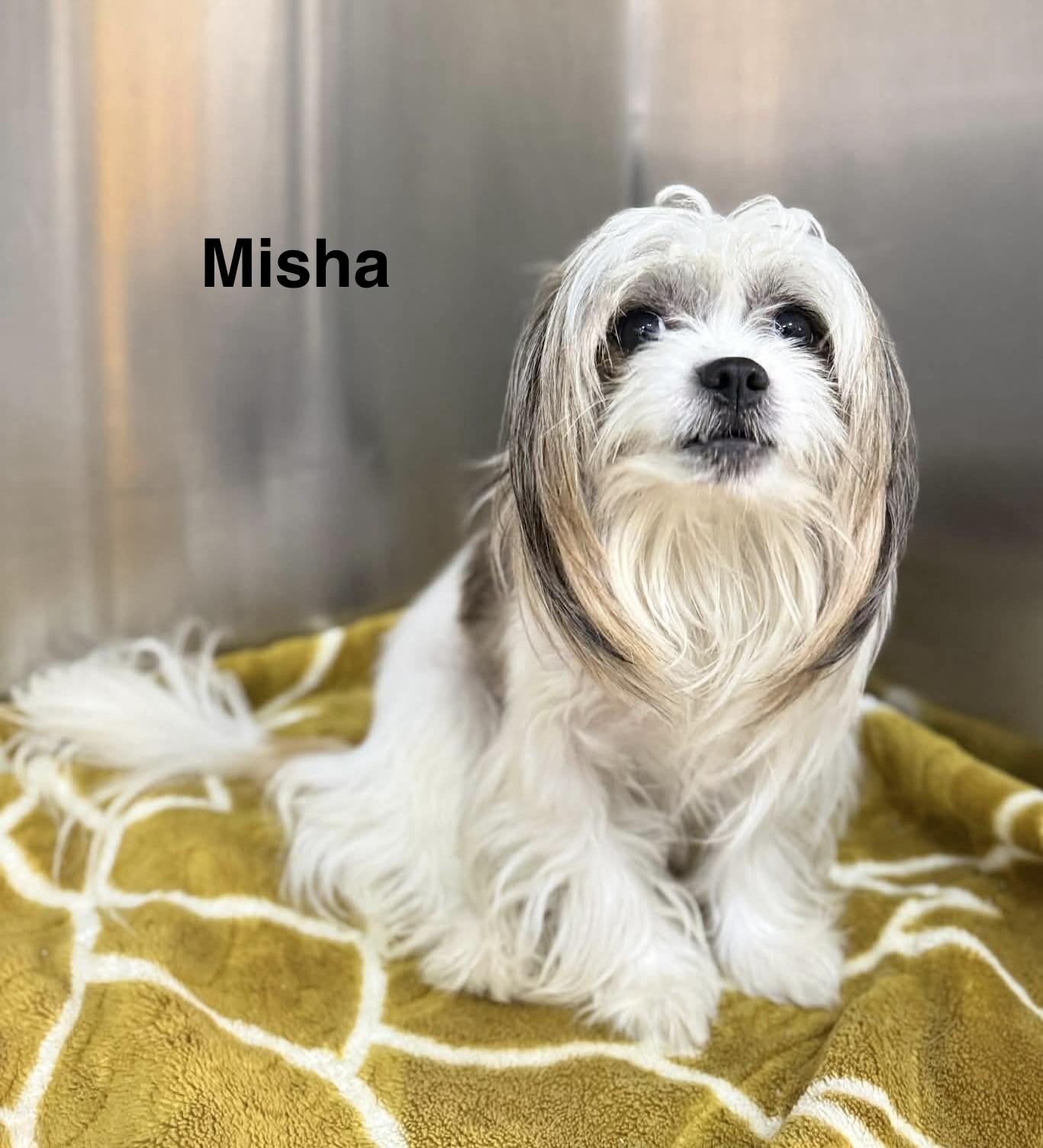 Enlarge Misha, an adopted mixed breed in Toronto, ON image 3/4