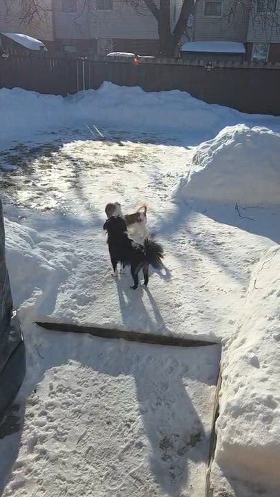 Enlarge Misha, an adopted mixed breed in Toronto, ON video 4/4