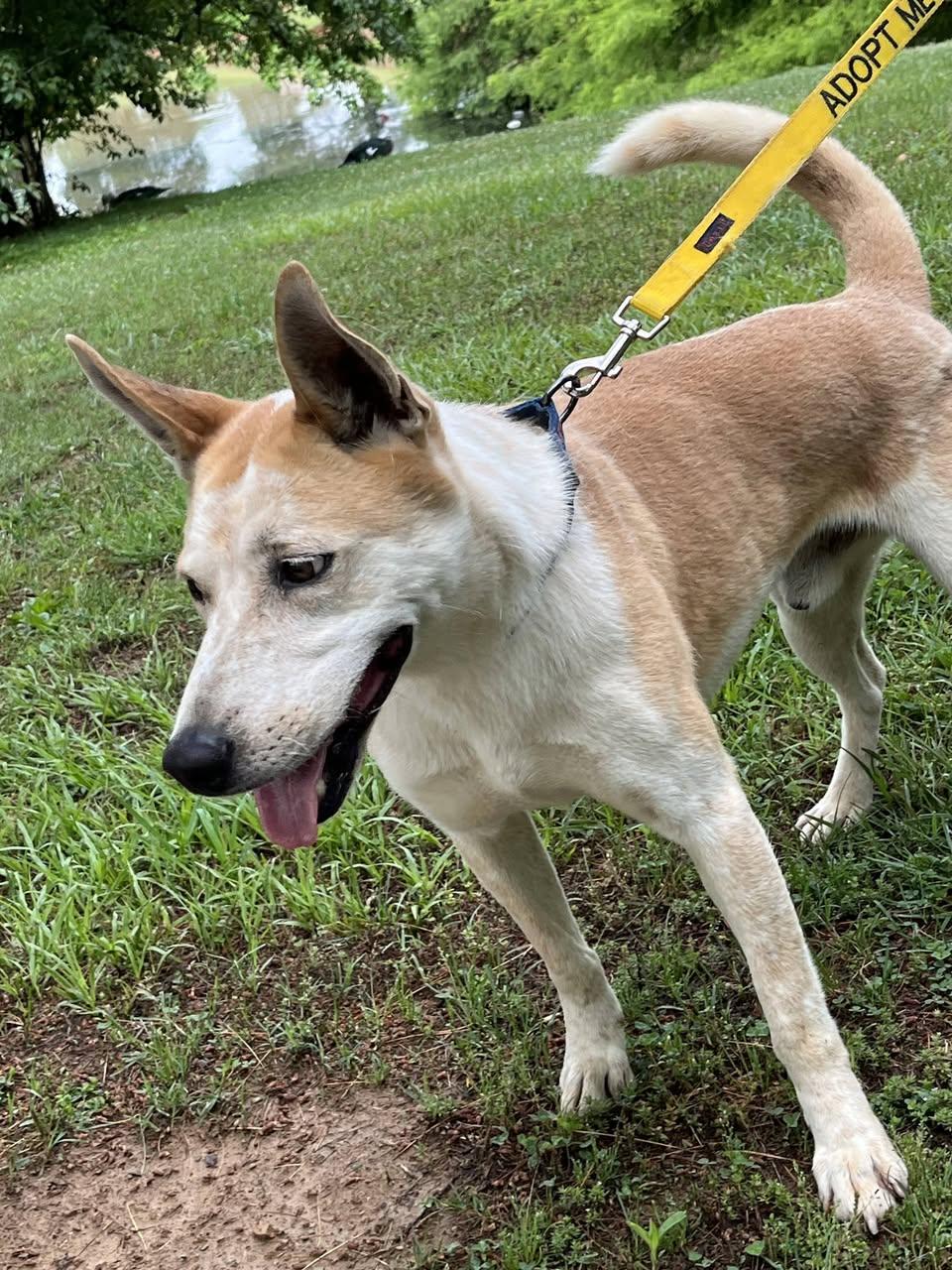 Toby, a Adoptable mixed breed in Rogersville, TN image 4/5