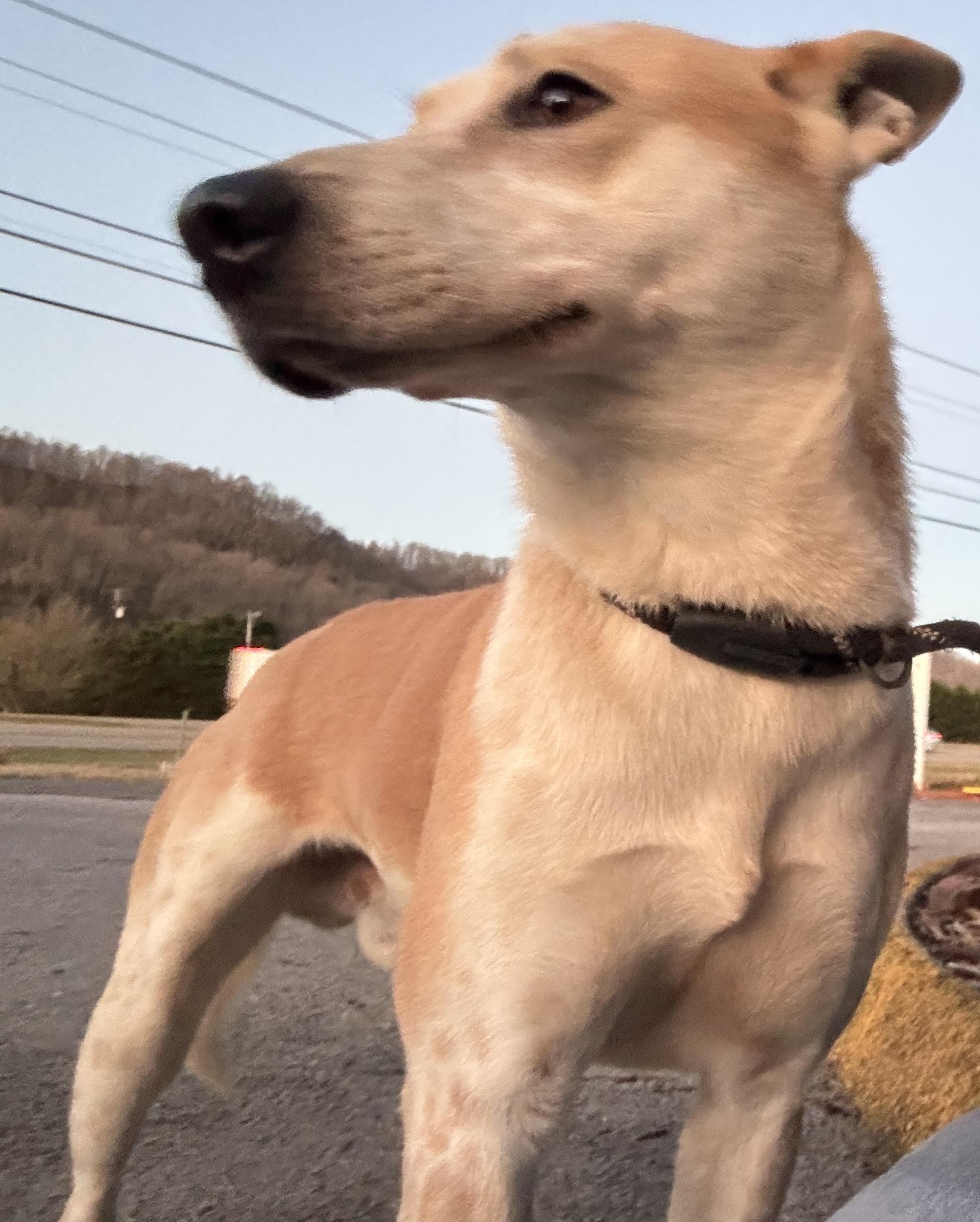 Toby photo 5
