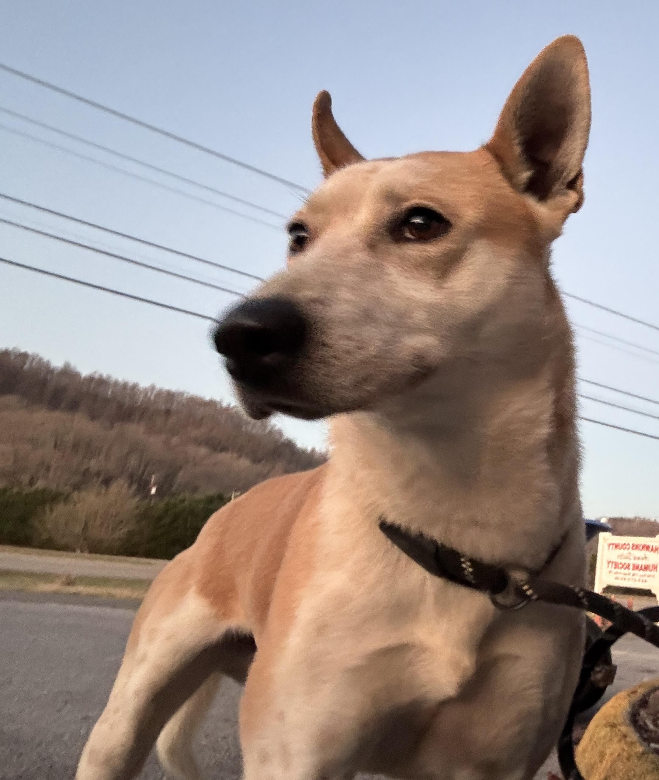 Toby, a Adoptable mixed breed in Rogersville, TN image 3/6
