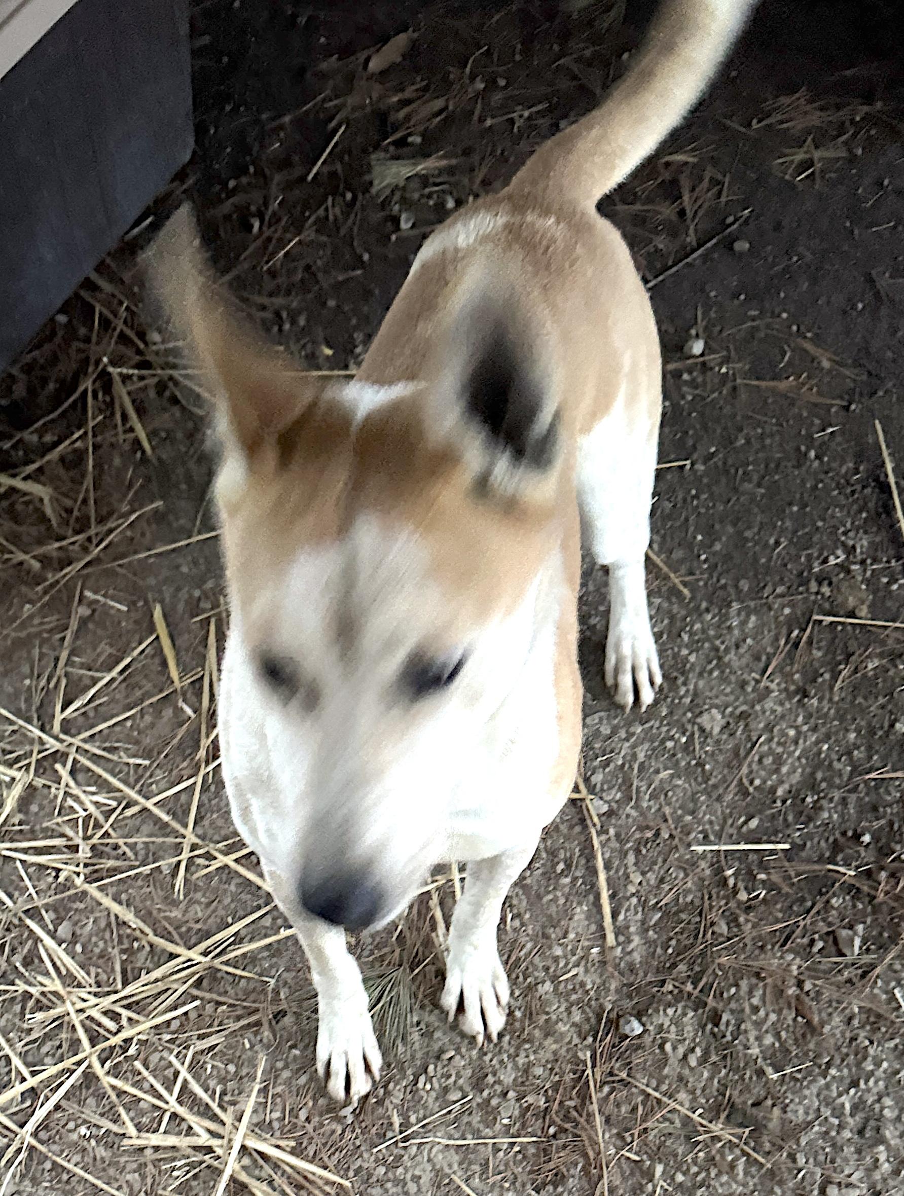 Toby, a Adoptable mixed breed in Rogersville, TN image 6/6