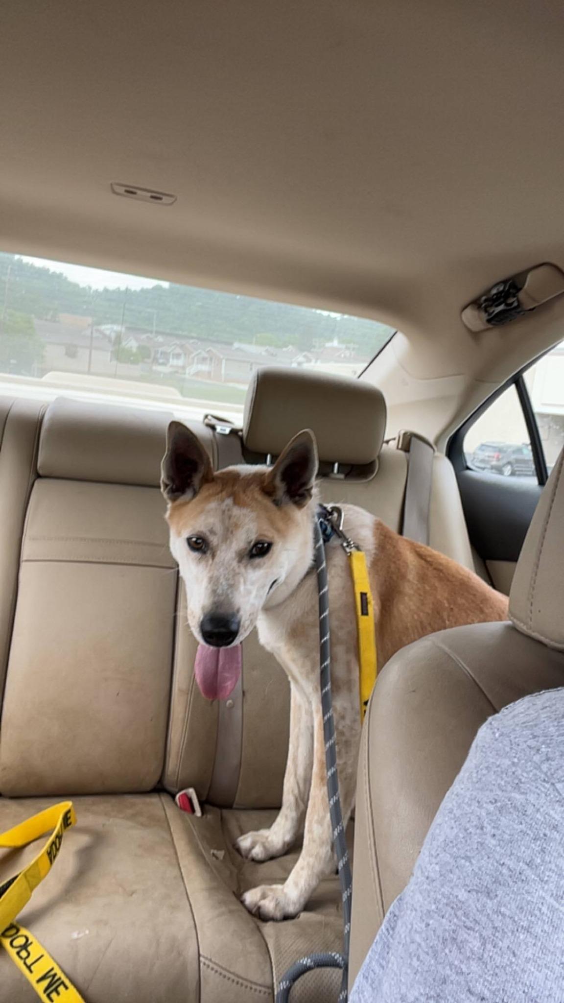 Toby, a Adoptable mixed breed in Rogersville, TN image 5/5