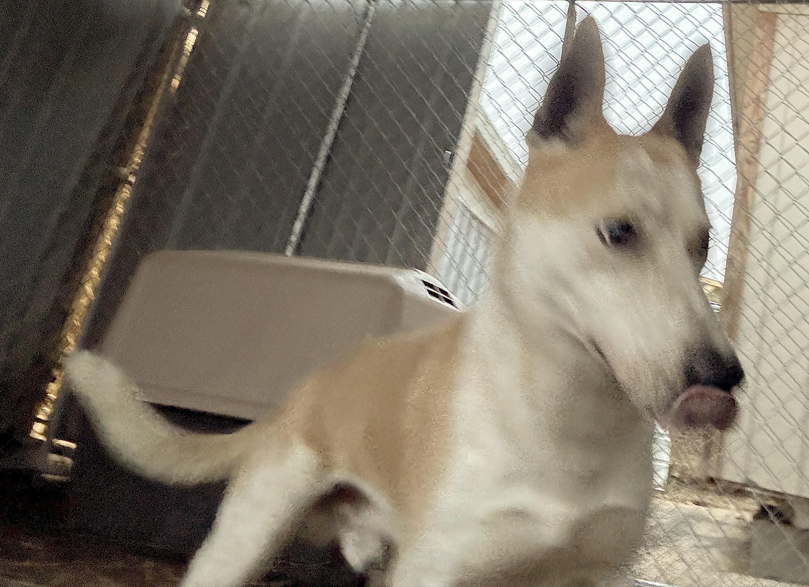 Toby, a Adoptable mixed breed in Rogersville, TN image 4/6