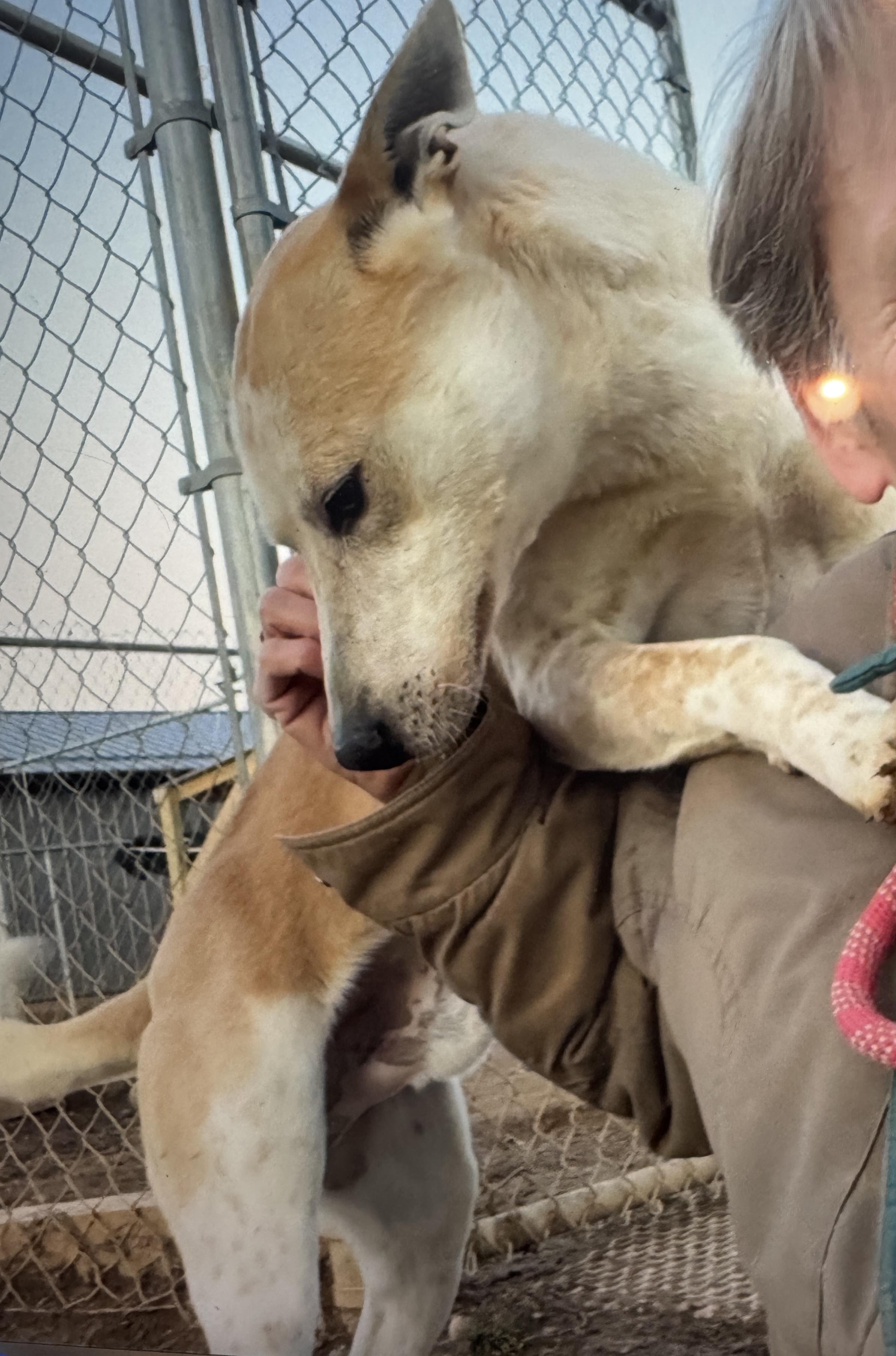Toby, a Adoptable mixed breed in Rogersville, TN image 2/5