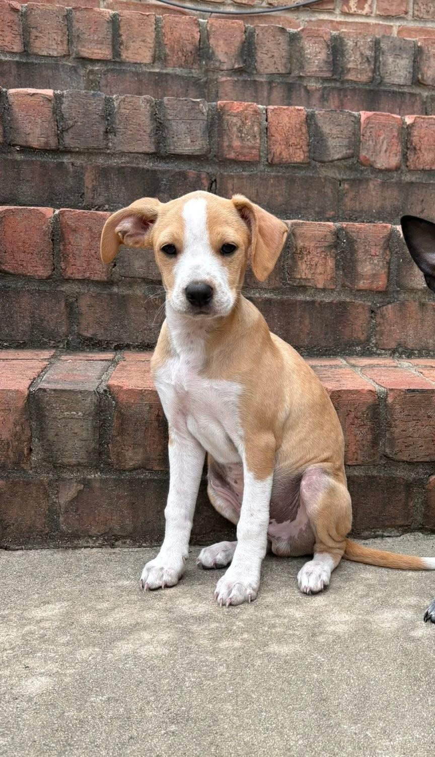 Enlarge Butterscotch, a ADOPTABLE mixed breed in Lancaster, SC image 1/1