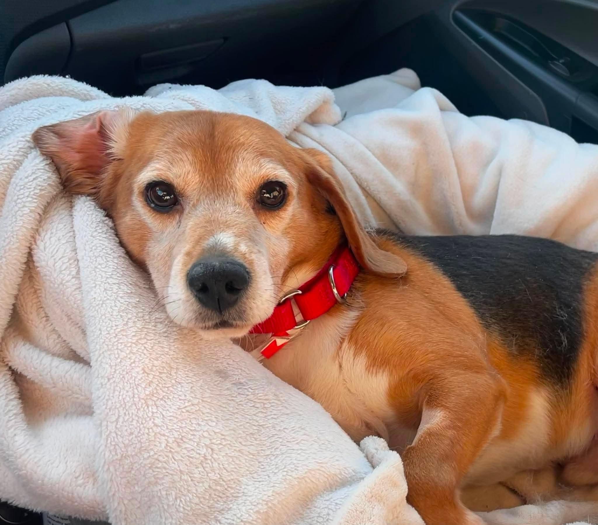 Enlarge Sammi, a ADOPTABLE Beagle in Whitewater, WI image 4/5