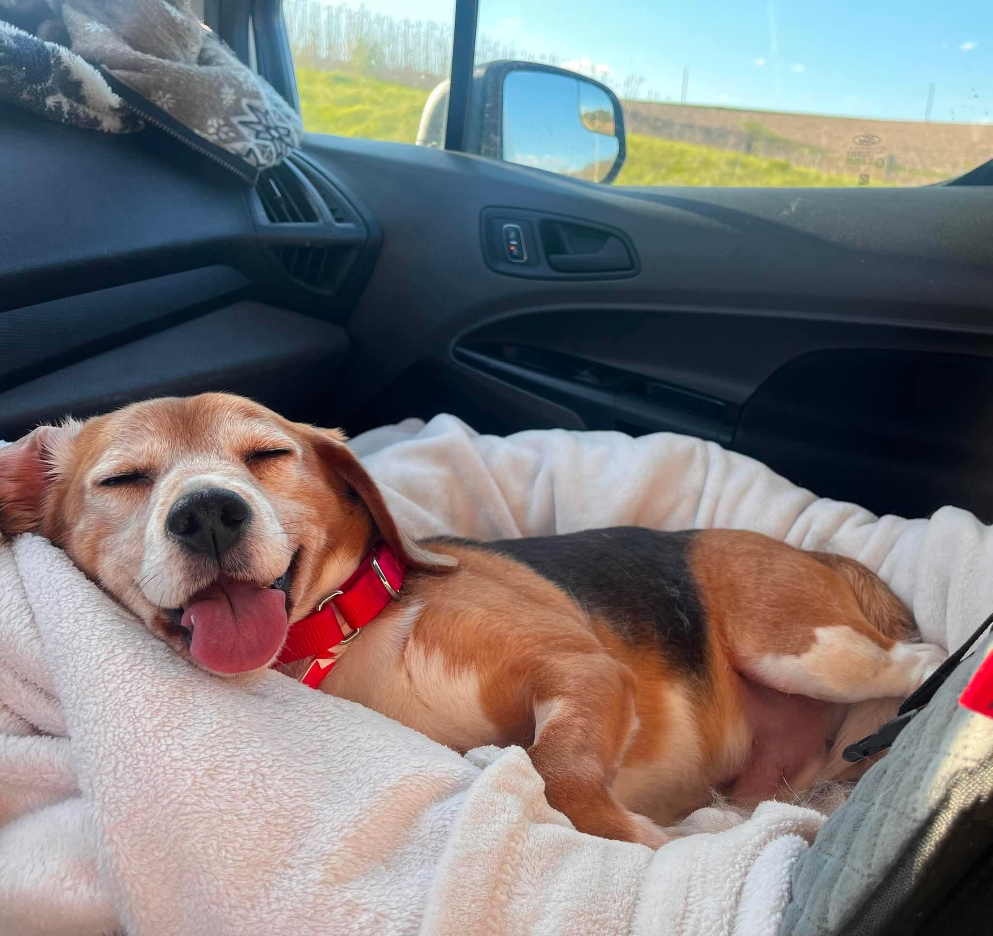 Enlarge Sammi, a ADOPTABLE Beagle in Whitewater, WI image 1/5