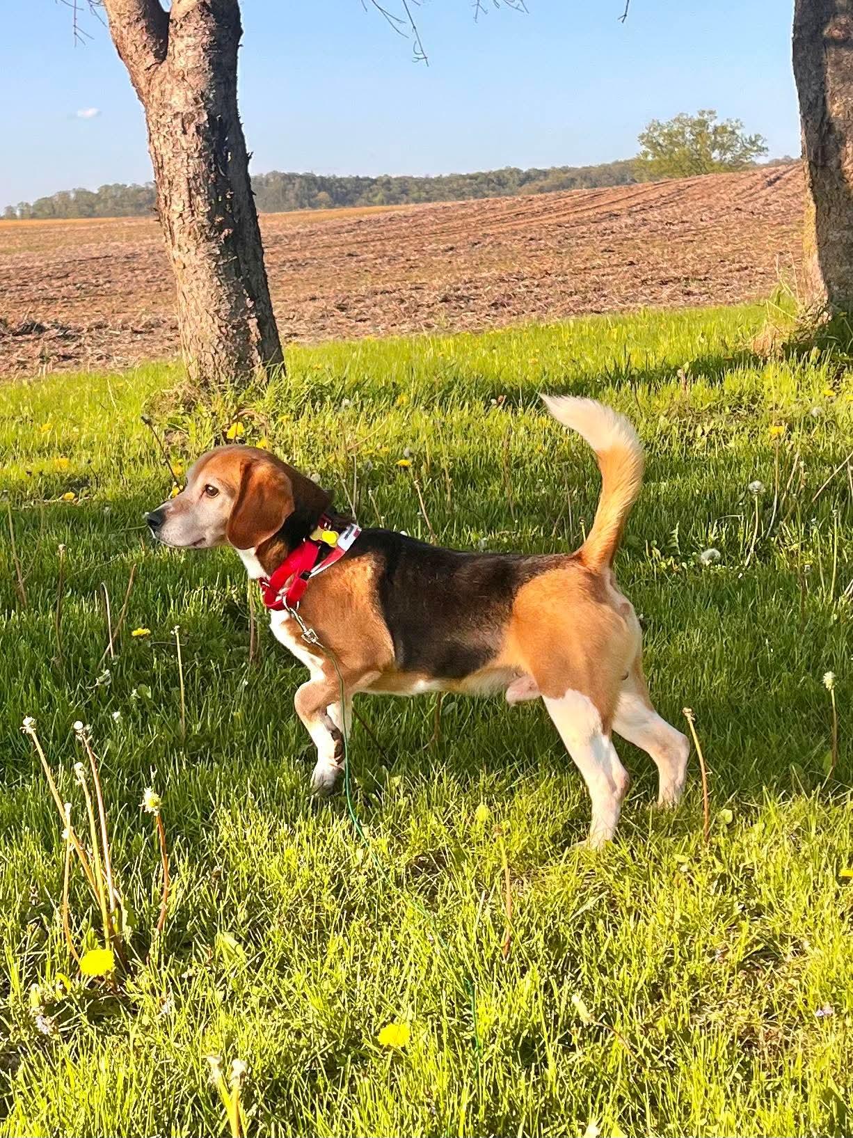 Enlarge Sammi, a ADOPTABLE Beagle in Whitewater, WI image 2/5