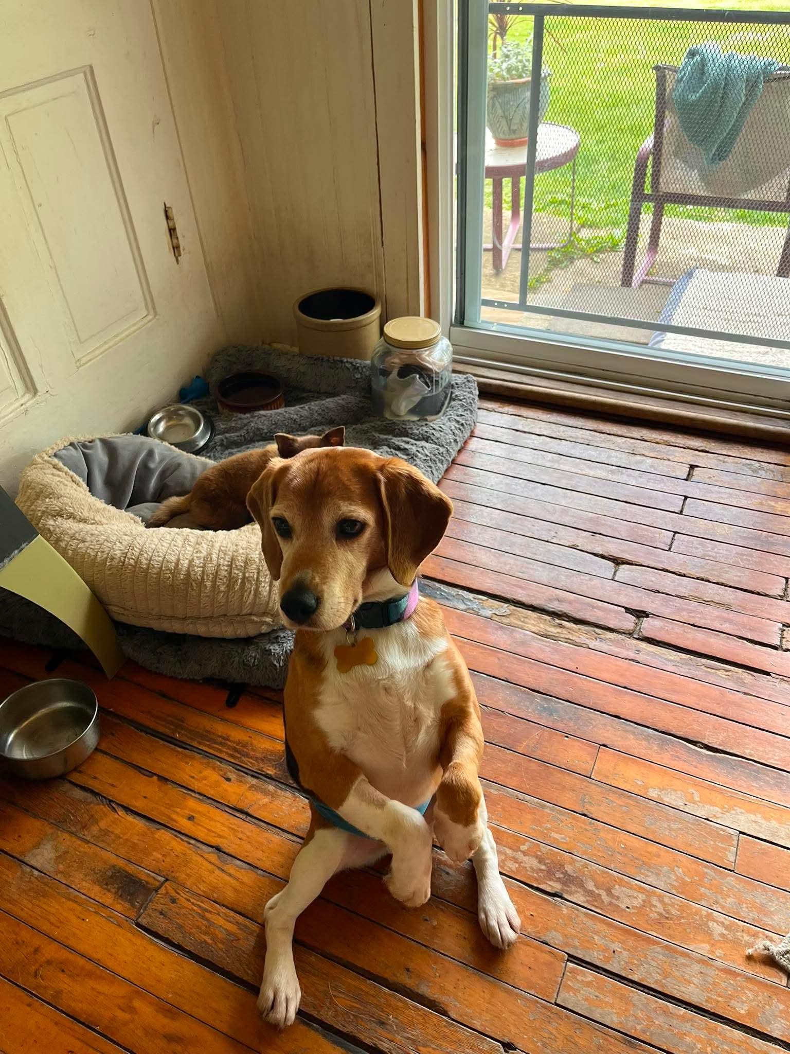 Enlarge Sammi, a ADOPTABLE Beagle in Whitewater, WI image 5/5