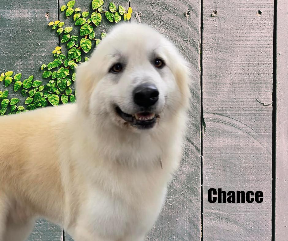 Chance, a ADOPTABLE Great Pyrenees in Marshville, NC image 2/3