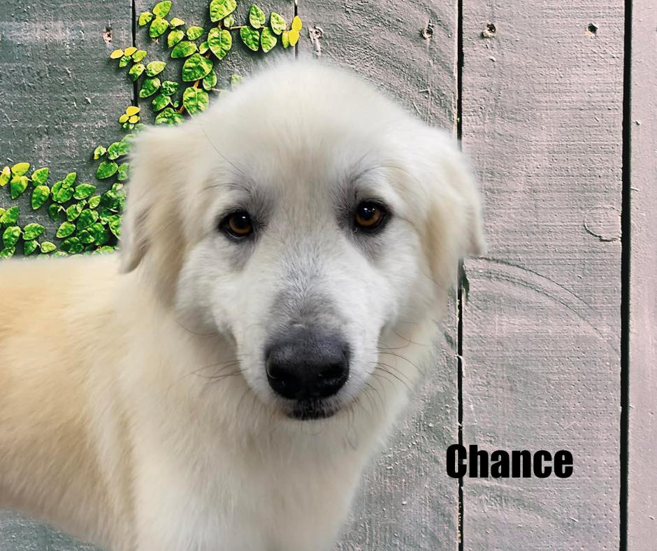 Chance, a ADOPTABLE Great Pyrenees in Marshville, NC image 3/3