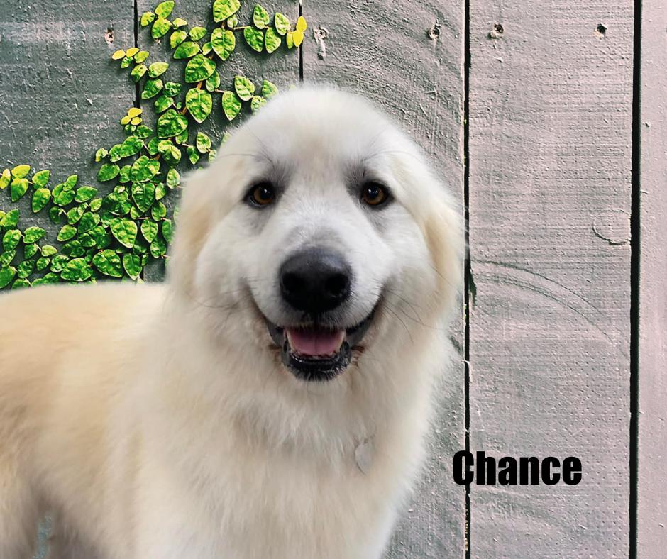 Chance, ADOPTABLE, Young Male Great Pyrenees.