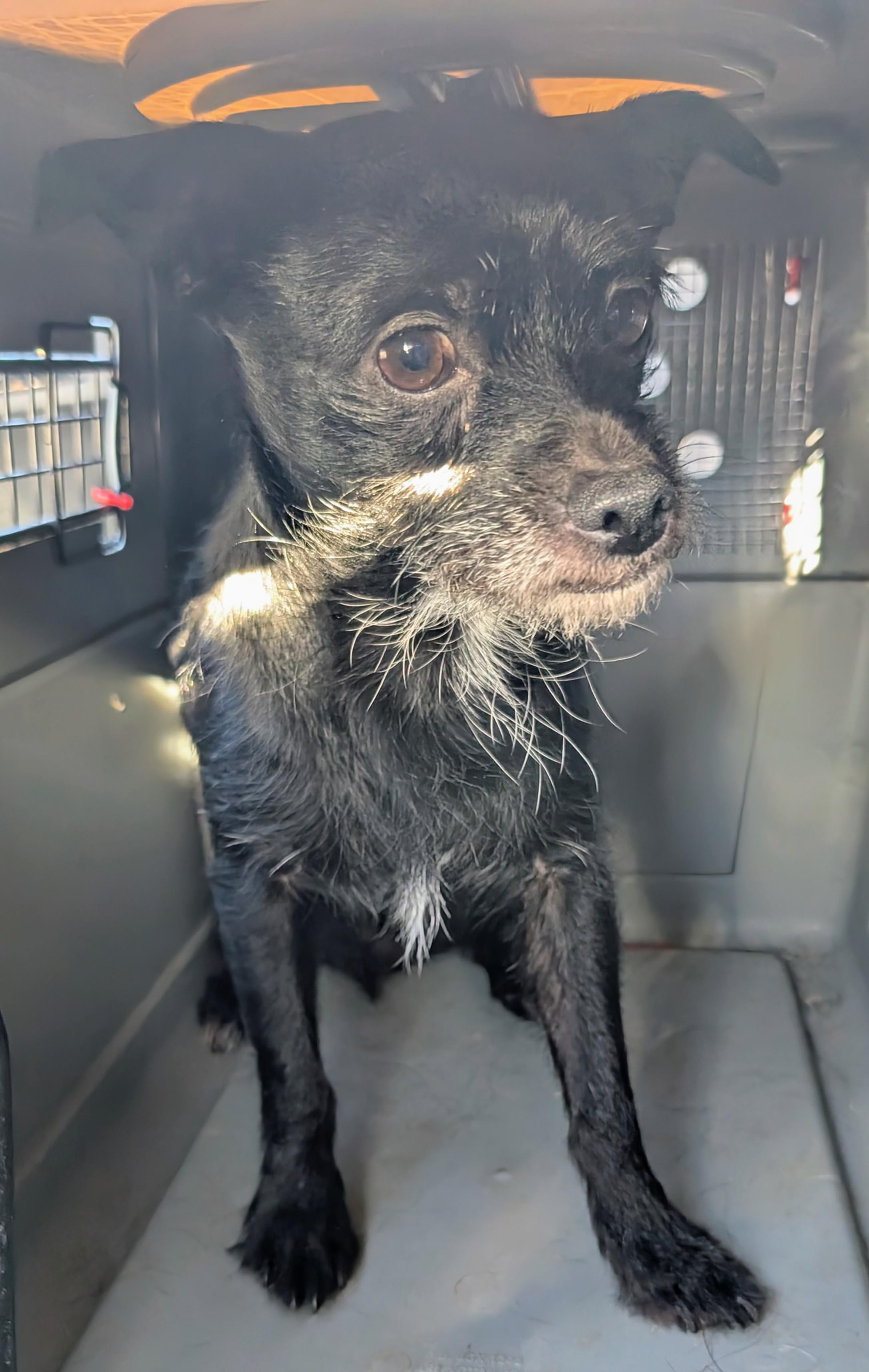 Enlarge Titan , a ADOPTABLE mixed breed in Saint David, AZ image 3/3