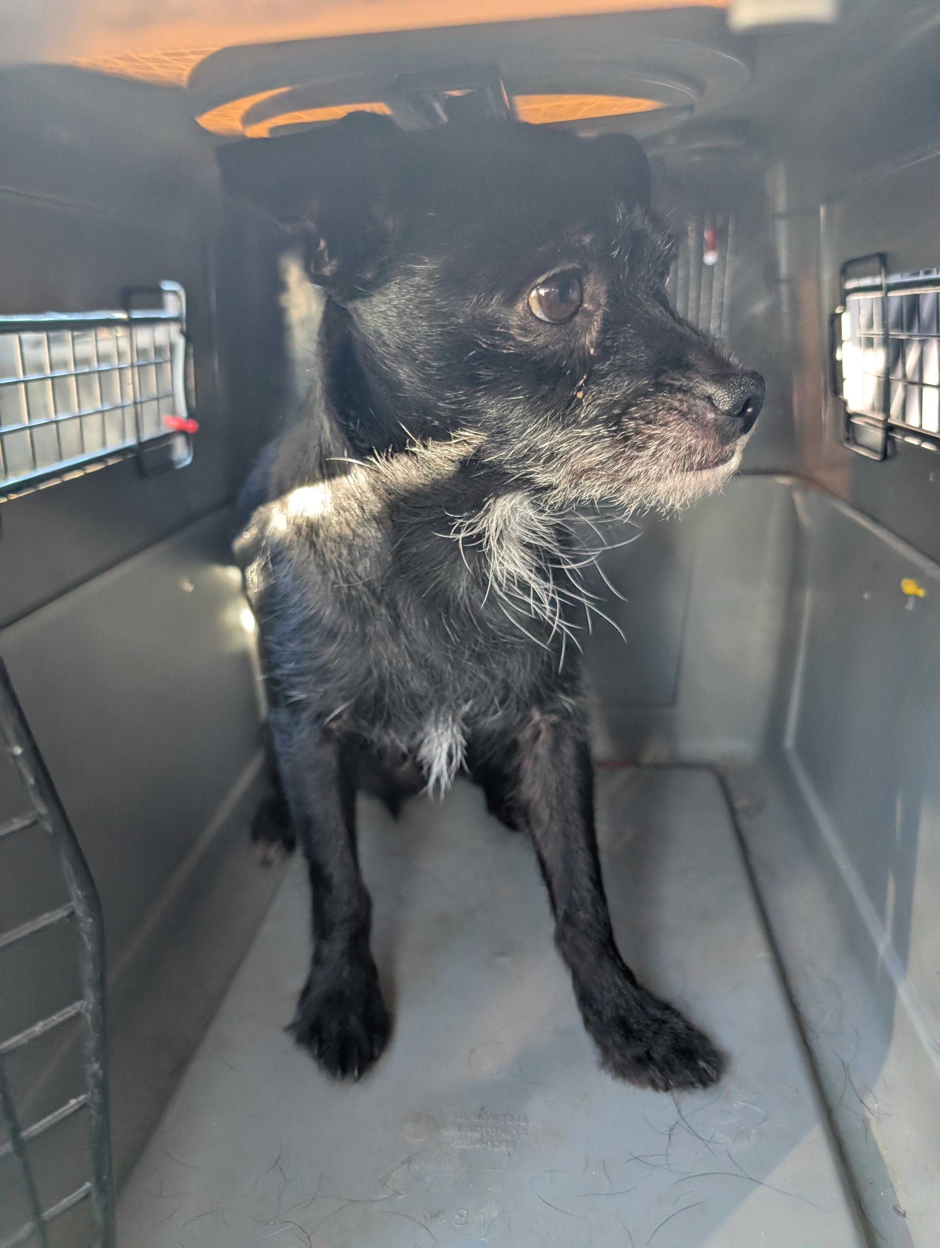 Enlarge Titan , a ADOPTABLE mixed breed in Saint David, AZ image 1/3