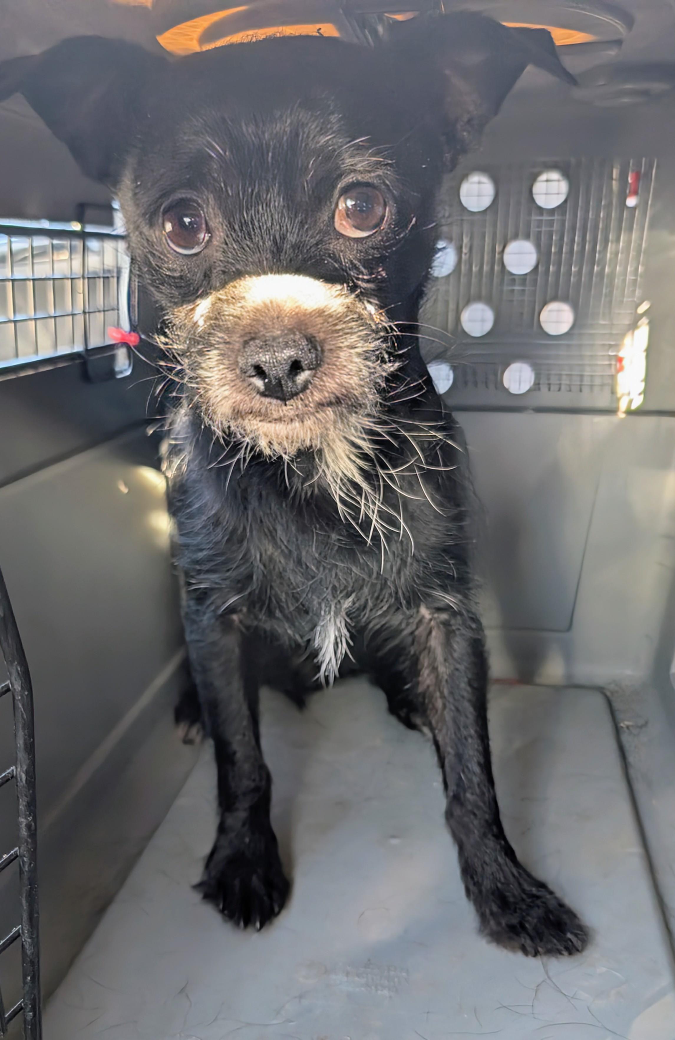 Enlarge Titan , a ADOPTABLE mixed breed in Saint David, AZ image 2/3