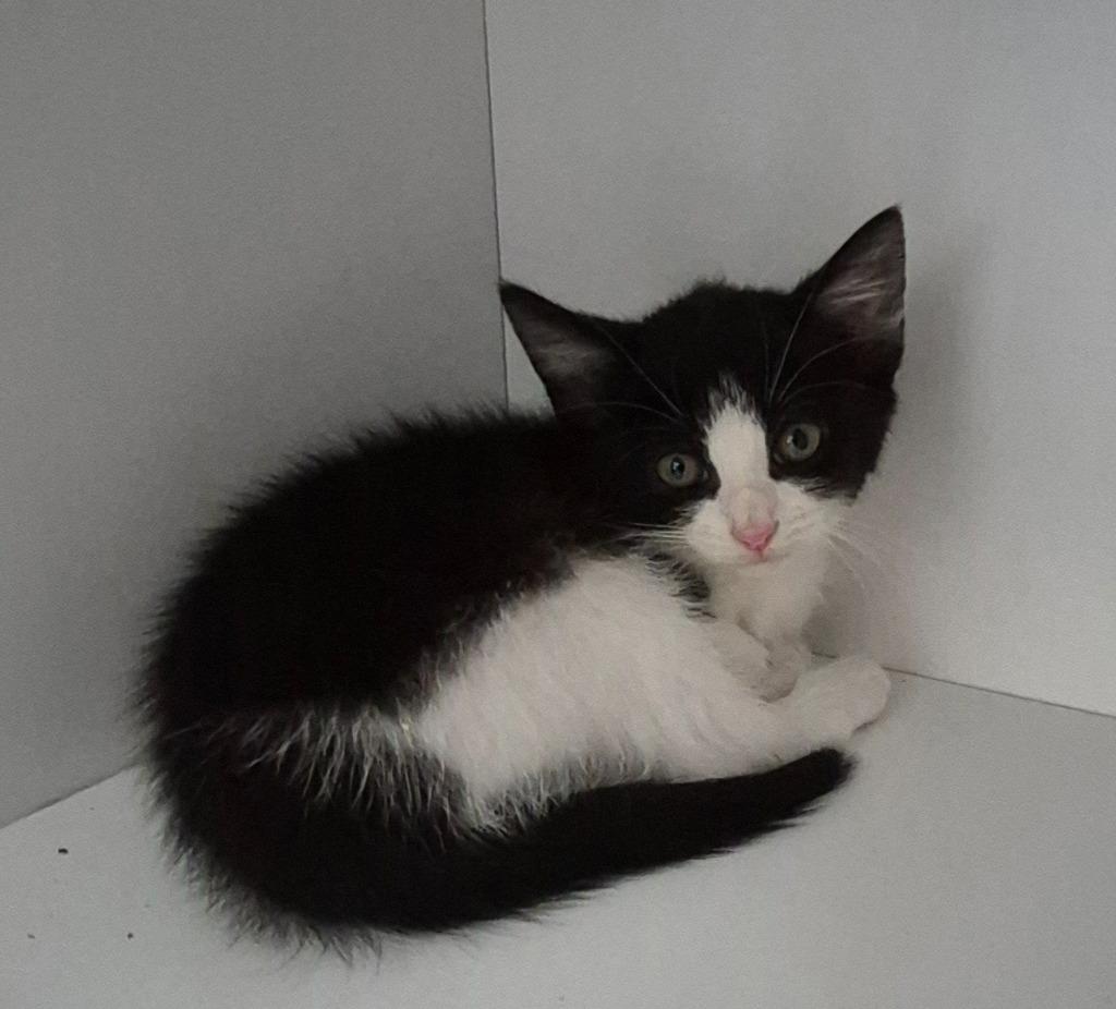 Oreo, Adoptable, Kitten Female Domestic Short Hair.