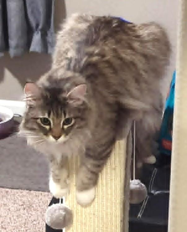 Macadamia, adopted, Young Female Domestic Long Hair.