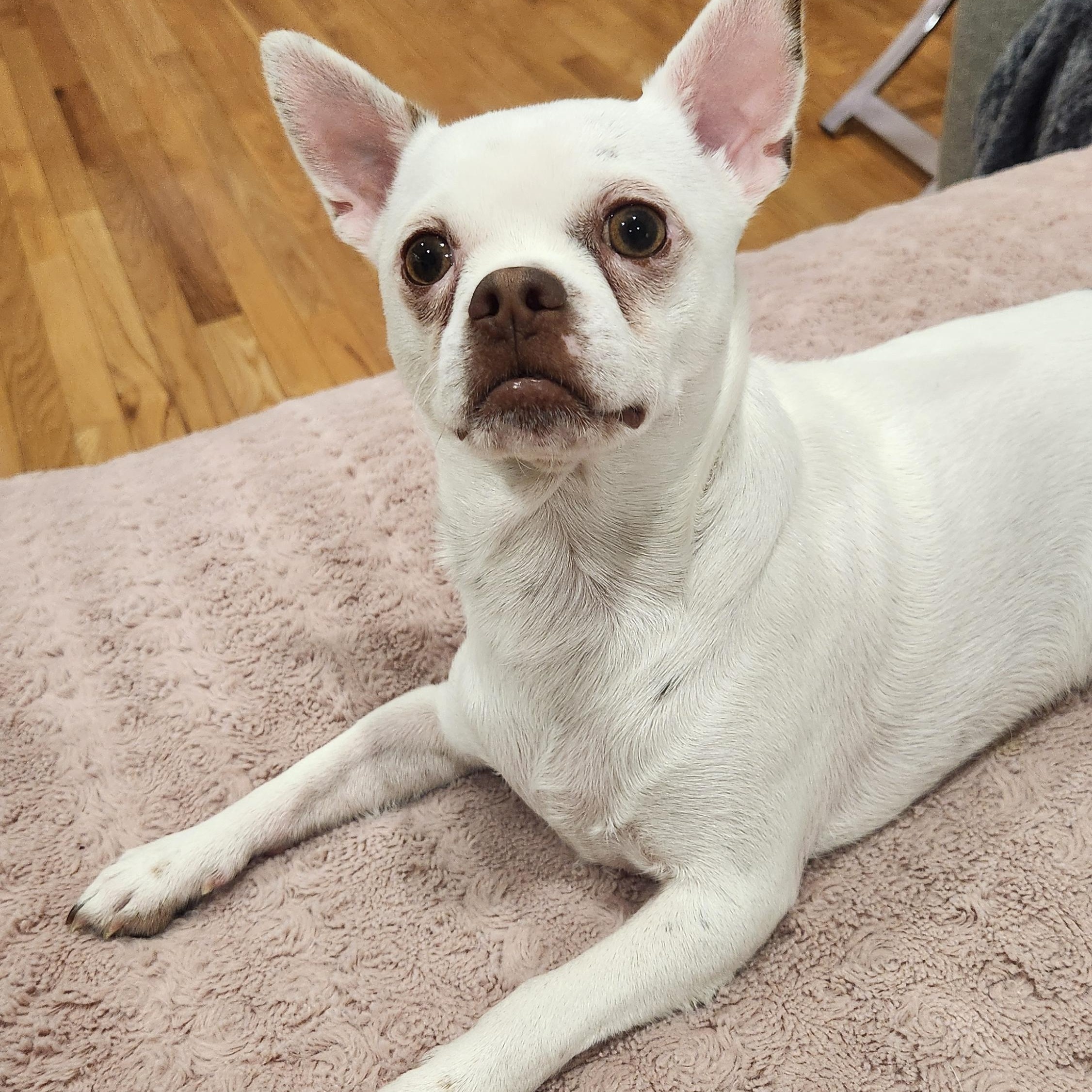 CHARLIE--not yet ready for adoption, a ADOPTABLE mixed breed in Toronto, ON image 1/3