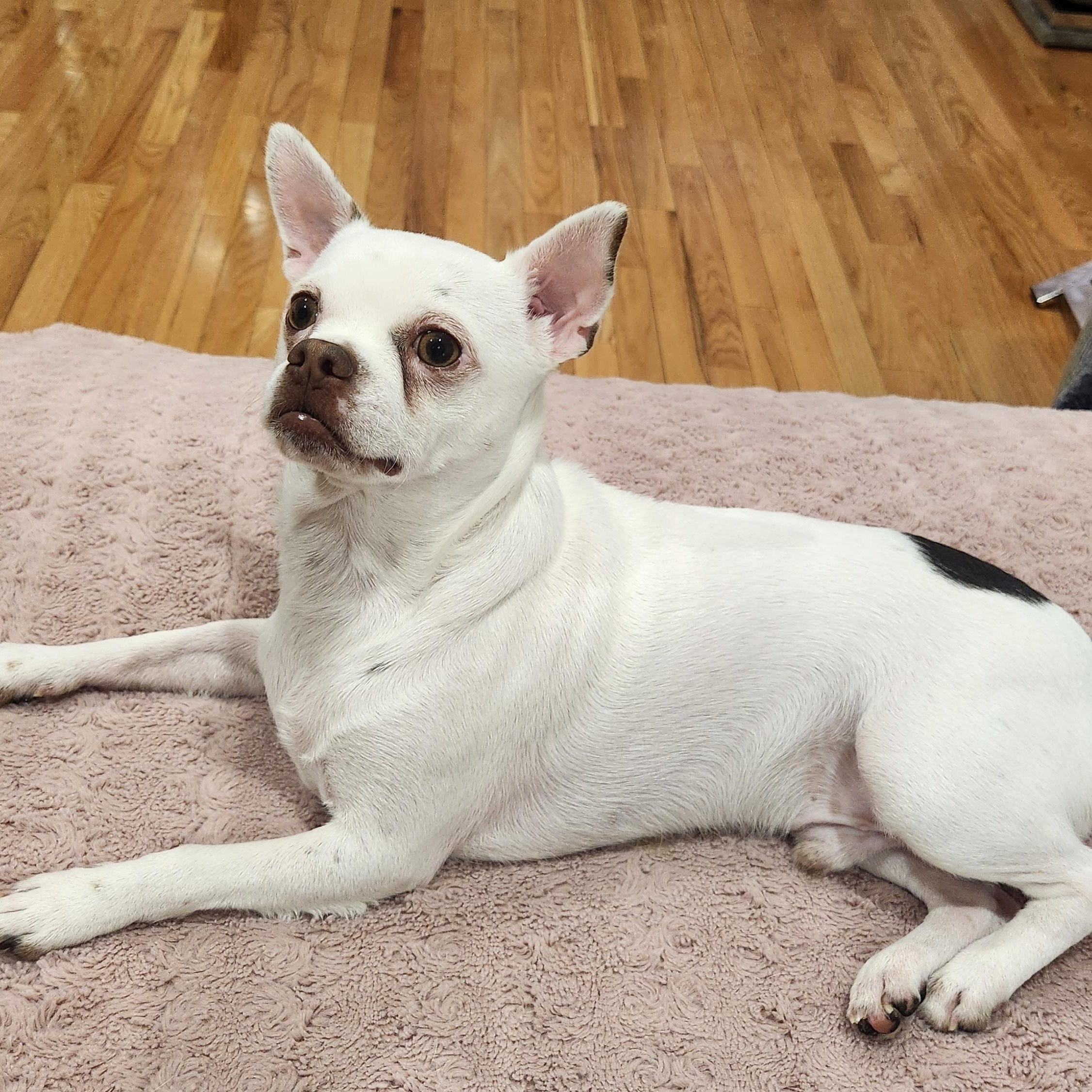 CHARLIE--not yet ready for adoption, a ADOPTABLE mixed breed in Toronto, ON image 3/3
