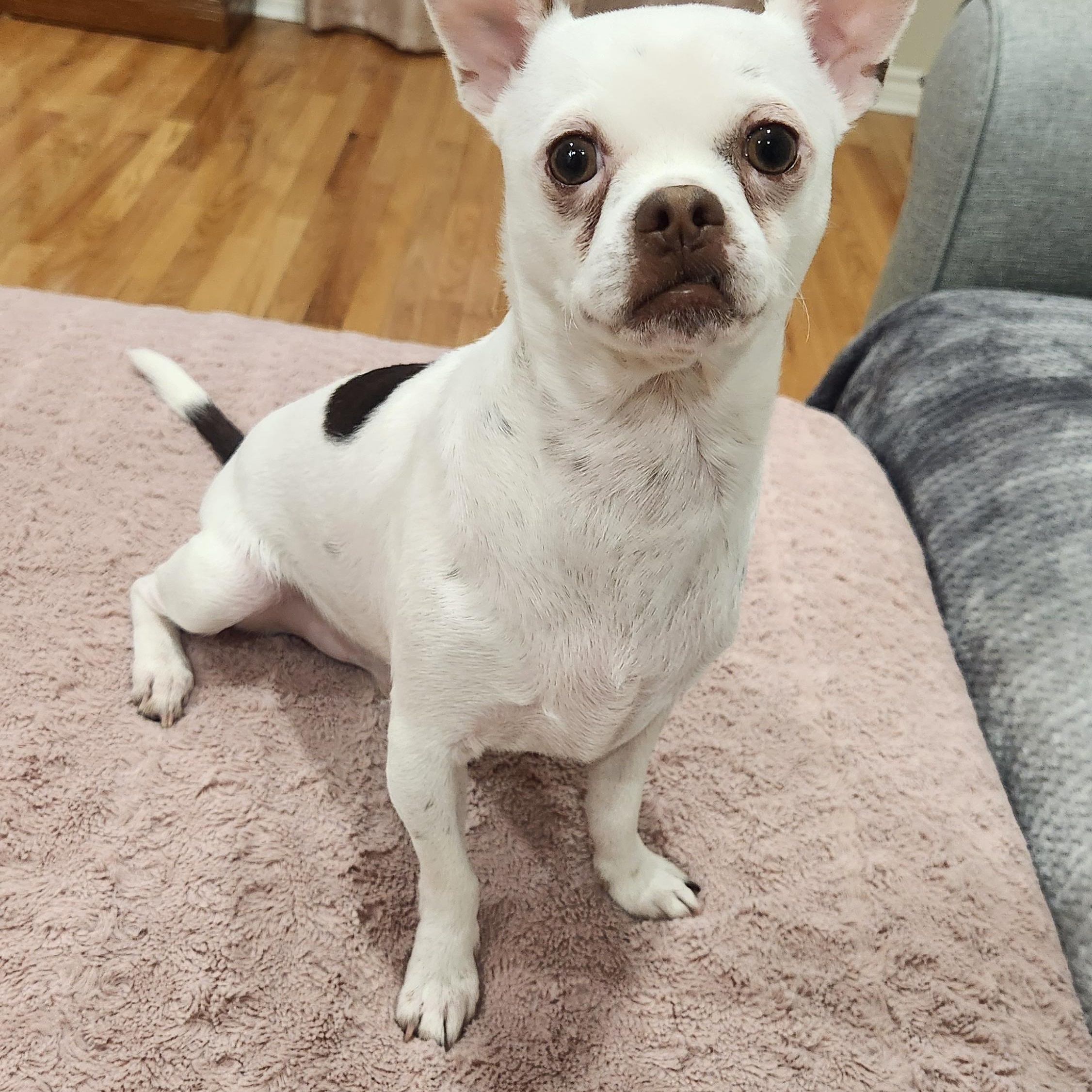 CHARLIE--not yet ready for adoption, a ADOPTABLE mixed breed in Toronto, ON image 2/3