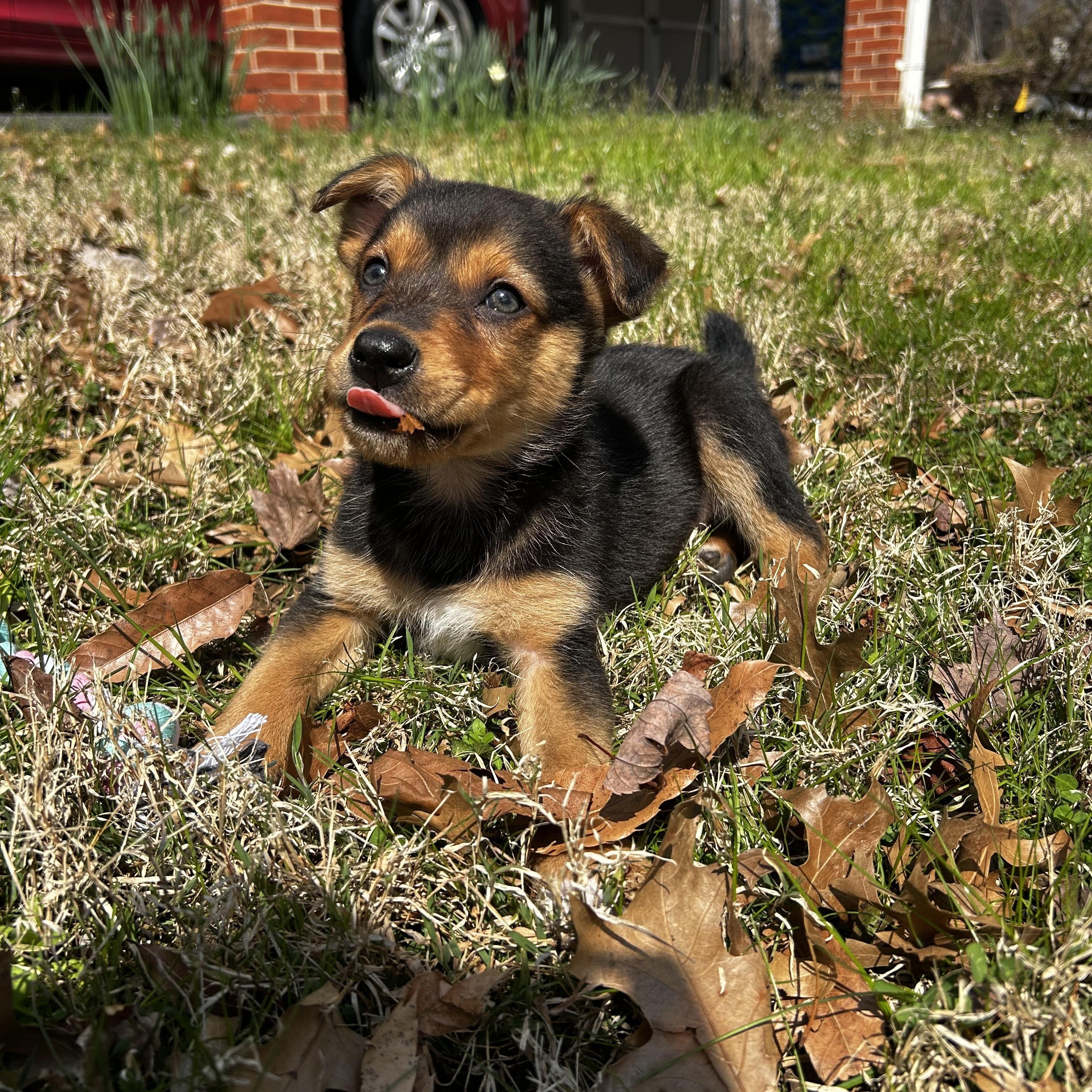 Enlarge Yuuhi, a Adoptable mixed breed in Columbia, MD image 4/4