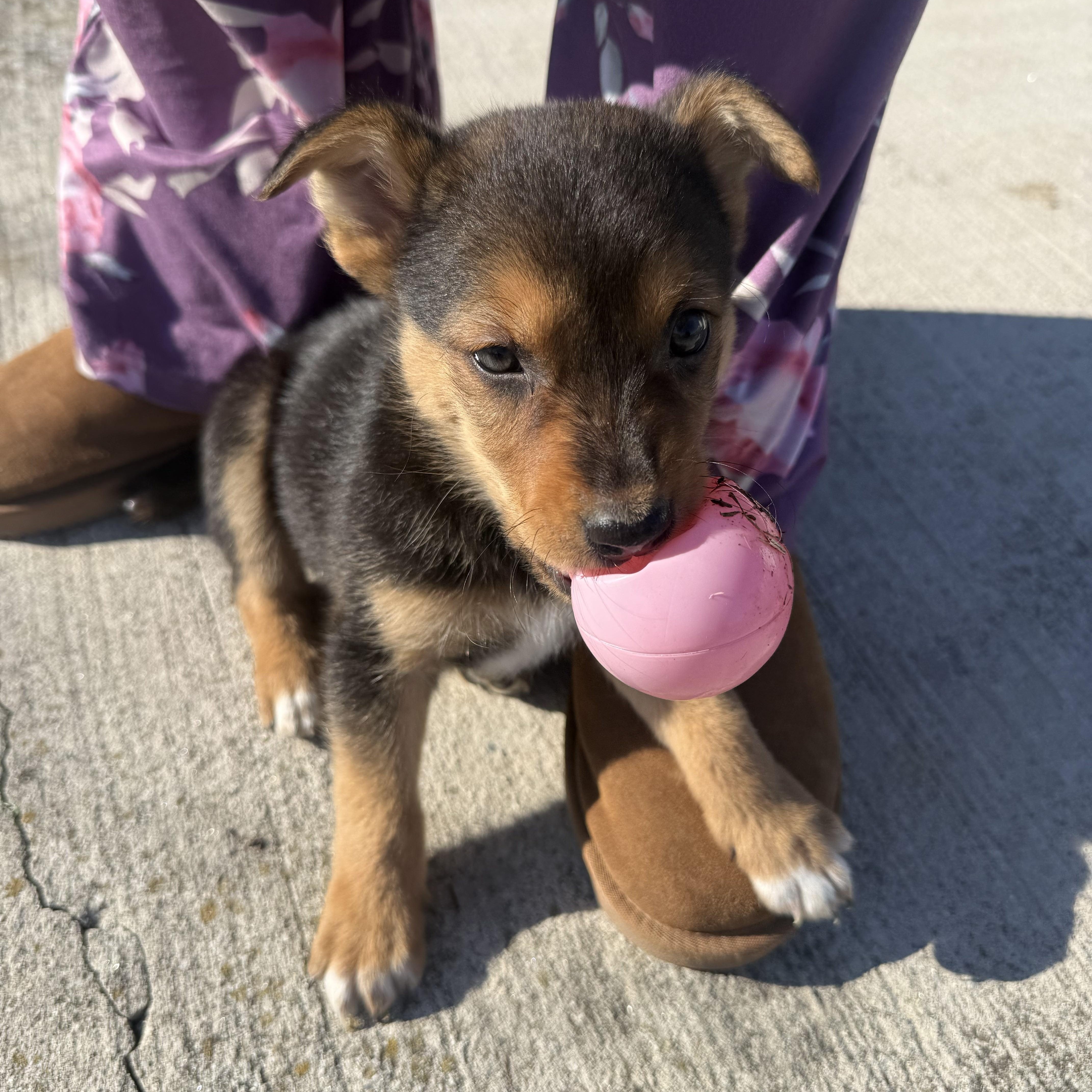 Enlarge Yuuhi, a Adoptable mixed breed in Columbia, MD image 2/4