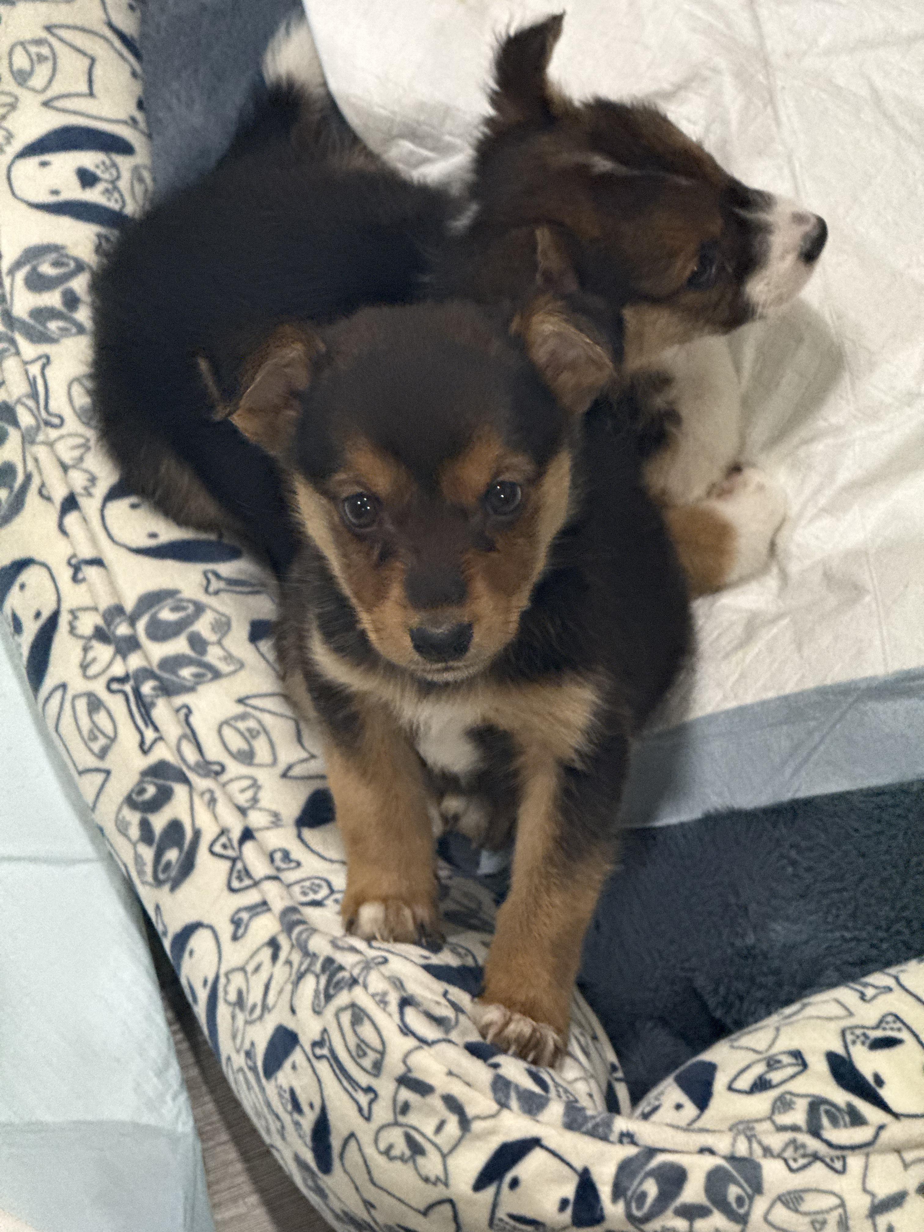 Enlarge Yuuhi, a Adoptable mixed breed in Columbia, MD image 3/4