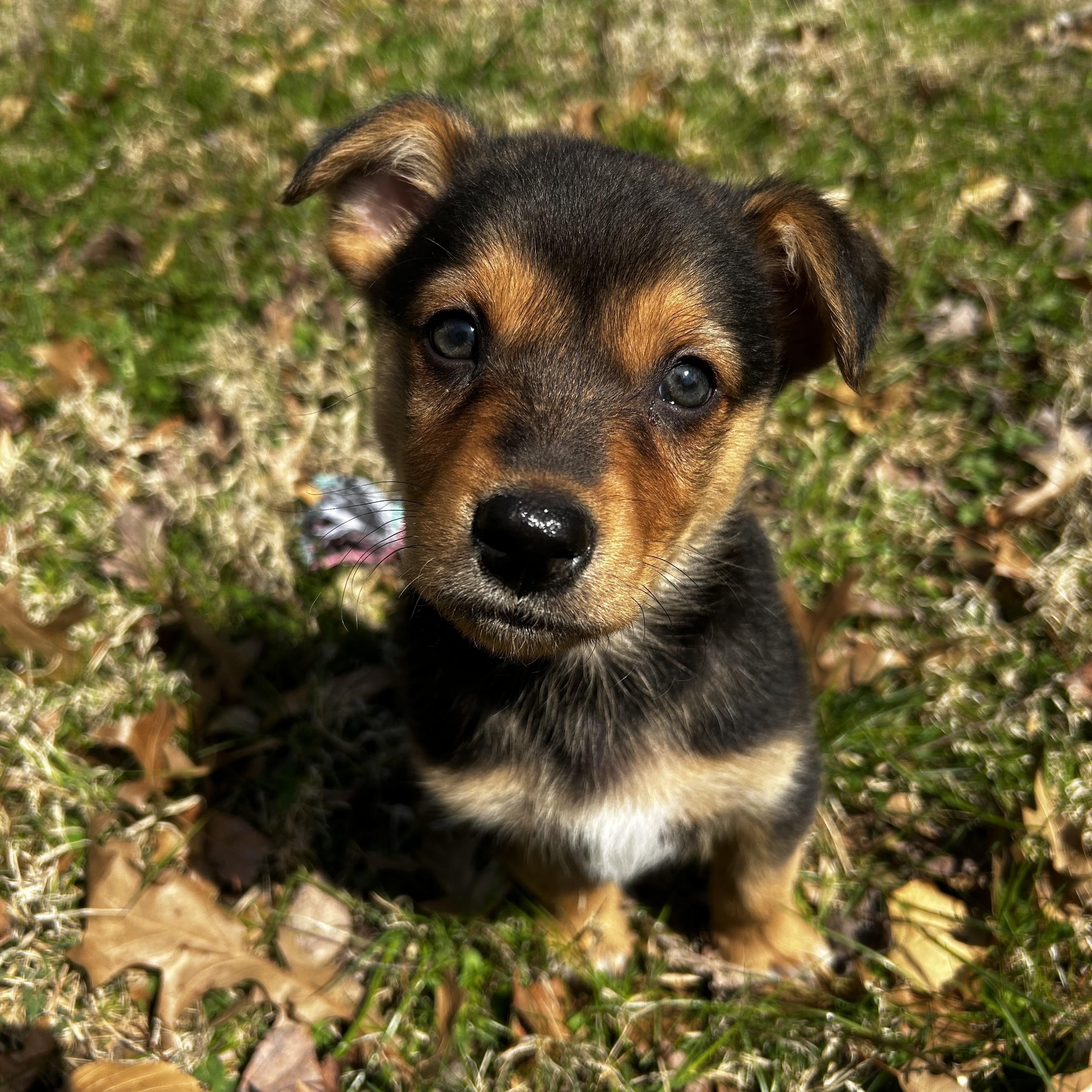 Yuuhi, Adoptable, Puppy Male Chihuahua & Shetland Sheepdog / Sheltie.