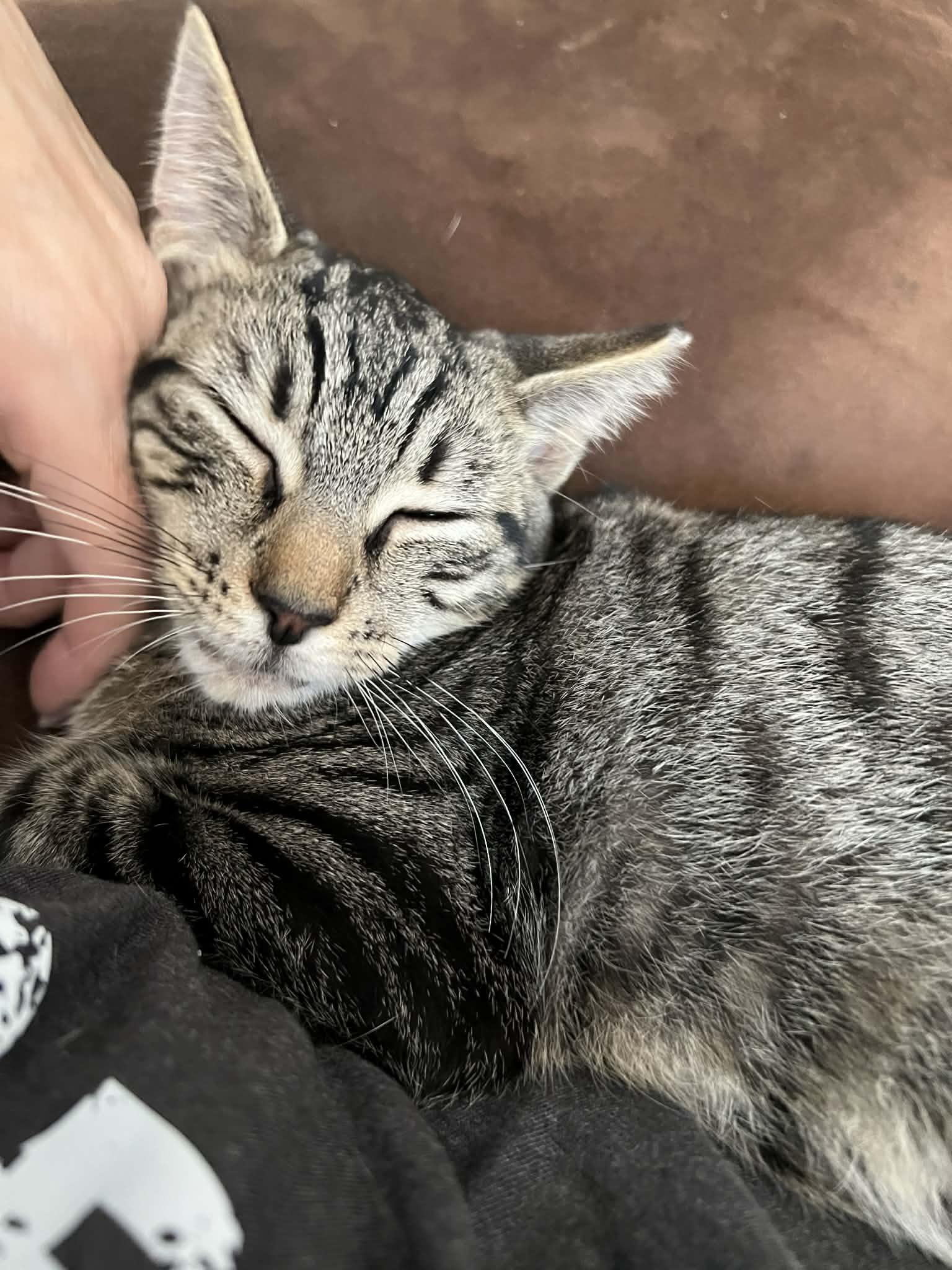 Blues, ADOPTABLE, Young Male Domestic Short Hair.