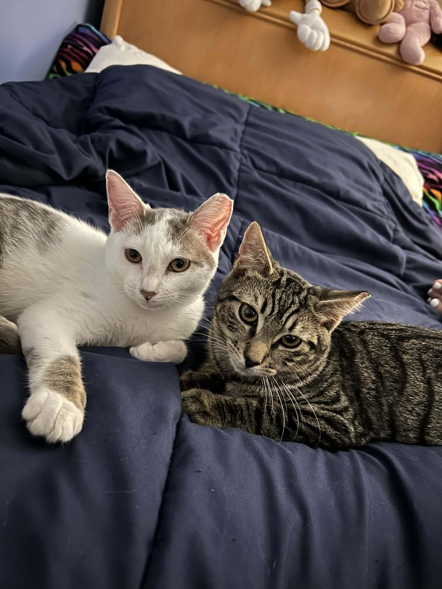 Enlarge Blues, a ADOPTABLE Domestic Short Hair in Wading River, NY image 2/3