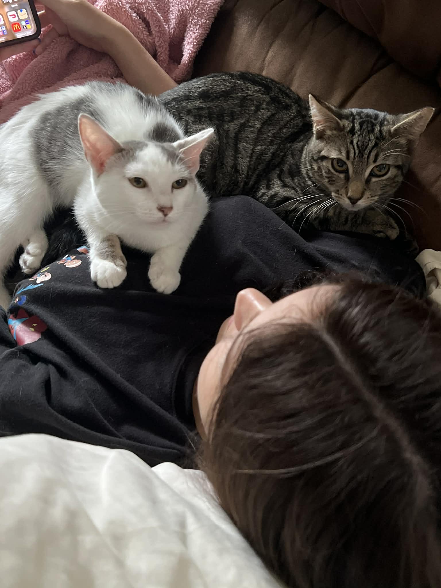 Enlarge Blues, a ADOPTABLE Domestic Short Hair in Wading River, NY image 3/3