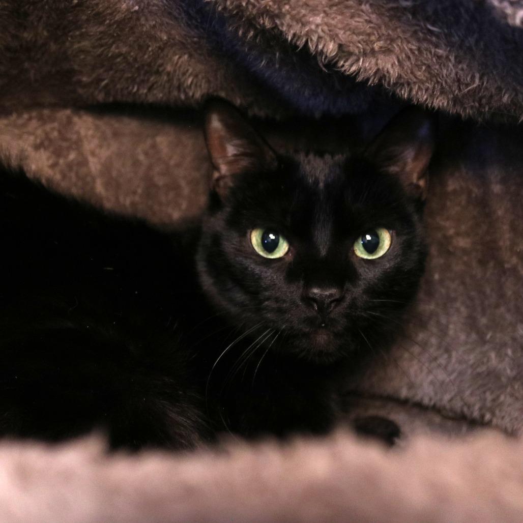 Rise, a Adoptable Domestic Short Hair in Rifle, CO image 1/2