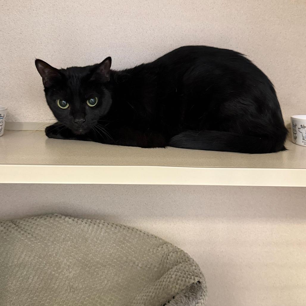 Rise, a Adoptable Domestic Short Hair in Rifle, CO image 2/2