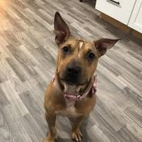 Penny, Adult Female Mixed Breed