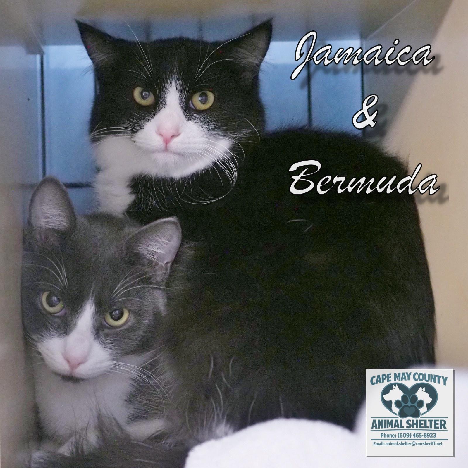 Jamaica and Bermuda, Adoptable, Young Male Domestic Short Hair.
