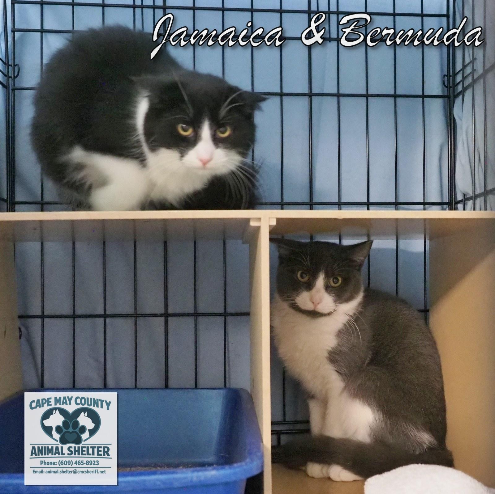 Enlarge Jamaica and Bermuda, a Adoptable mixed breed in Cape May Court House, NJ image 2/2